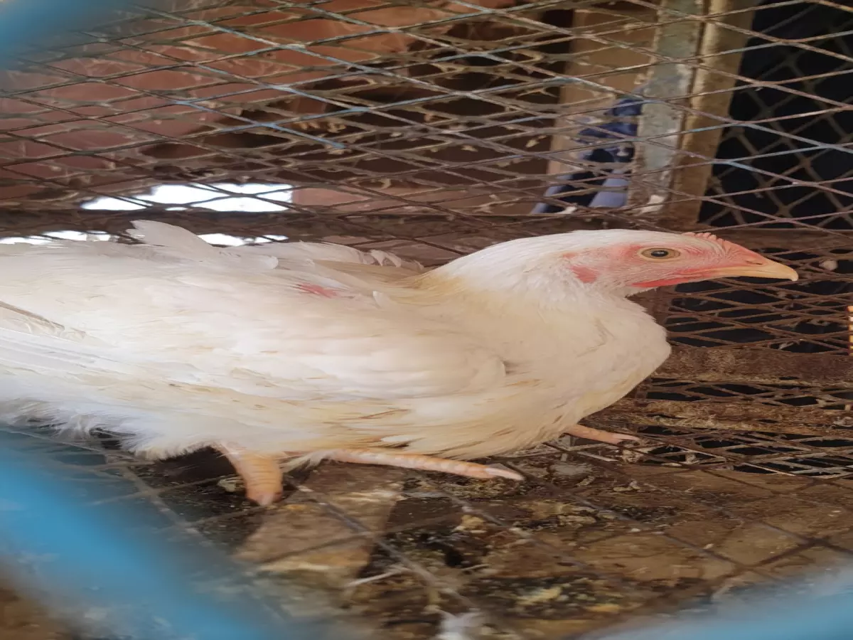 صادم: أسعار الدجاج في عدن تحطم الأرقام القياسية - الكيلو بـ8000 ريال!