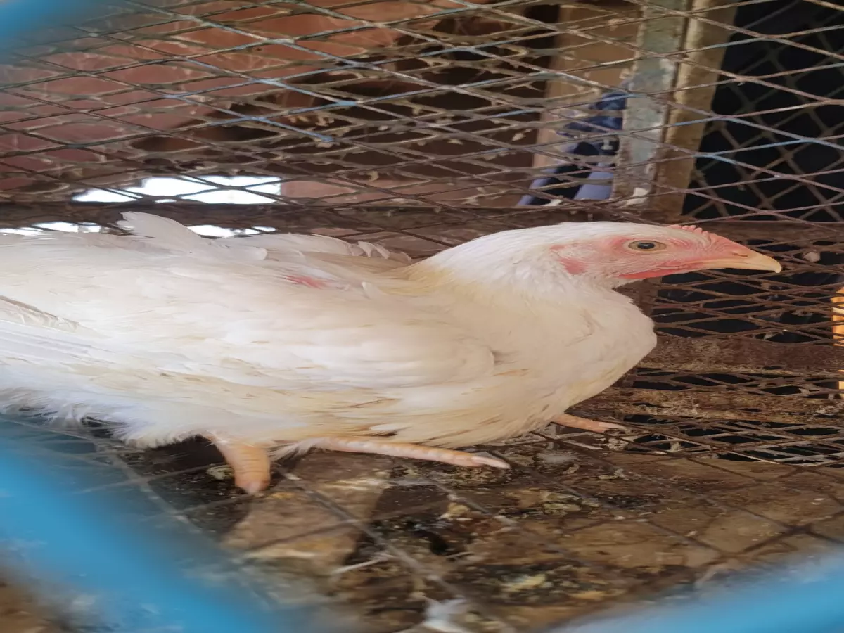 عاجل: أسعار الدجاج في عدن تستقر أخيراً - من 5000 إلى 8000 ريال حسب النوع!