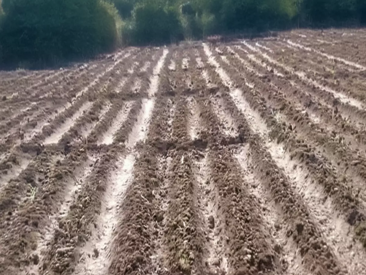 صادم بالفيديو: مزارعو إب يسقون الخضروات بمياه المجاري منذ سنوات... والسلطات تتجاهل كارثة السرطان!