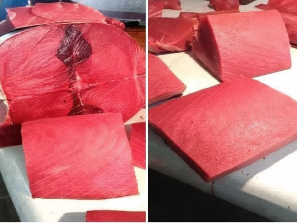 عاجل: صدمة أسعار الأسماك في عدن اليوم - ديرك بـ24 ألف والثمد يقفز لـ10 آلاف ريال!