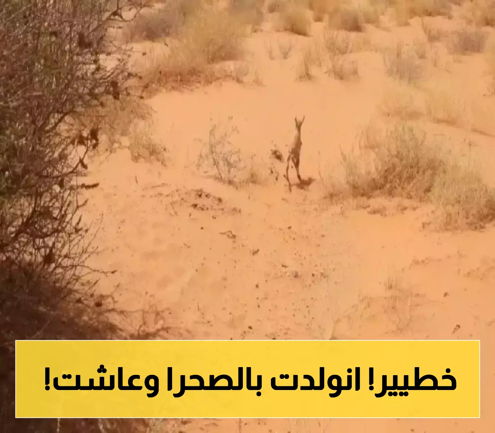 ولادة مها عربي في بيئة قاسية تثبت فعالية جهود الإكثار السعودية