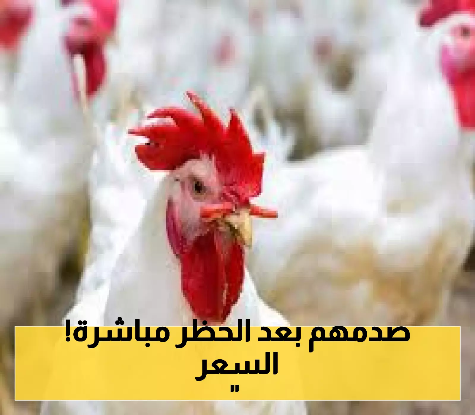 أسعار الدواجن تستقر بشكل غريب بعد الحظر… فكم بلغ السعر؟