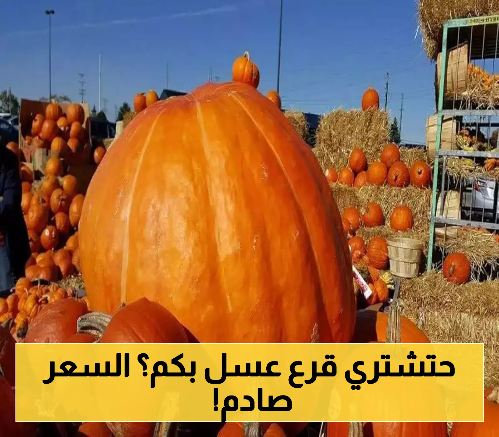 قرار زراعي جديد: القرع العسل العملاق يجذب الأنظار في السعودية بسعر خيالي!