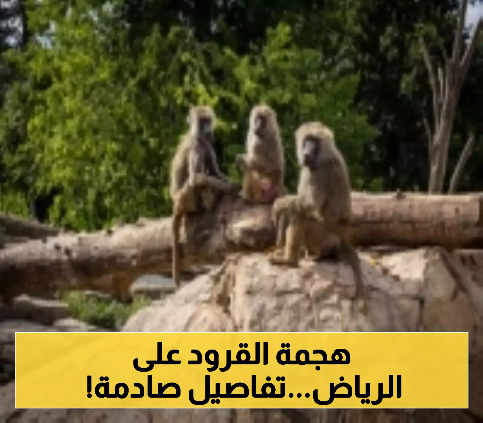إعلان: تفاصيل مثيرة عن رصد قرود البابون في الرياض!