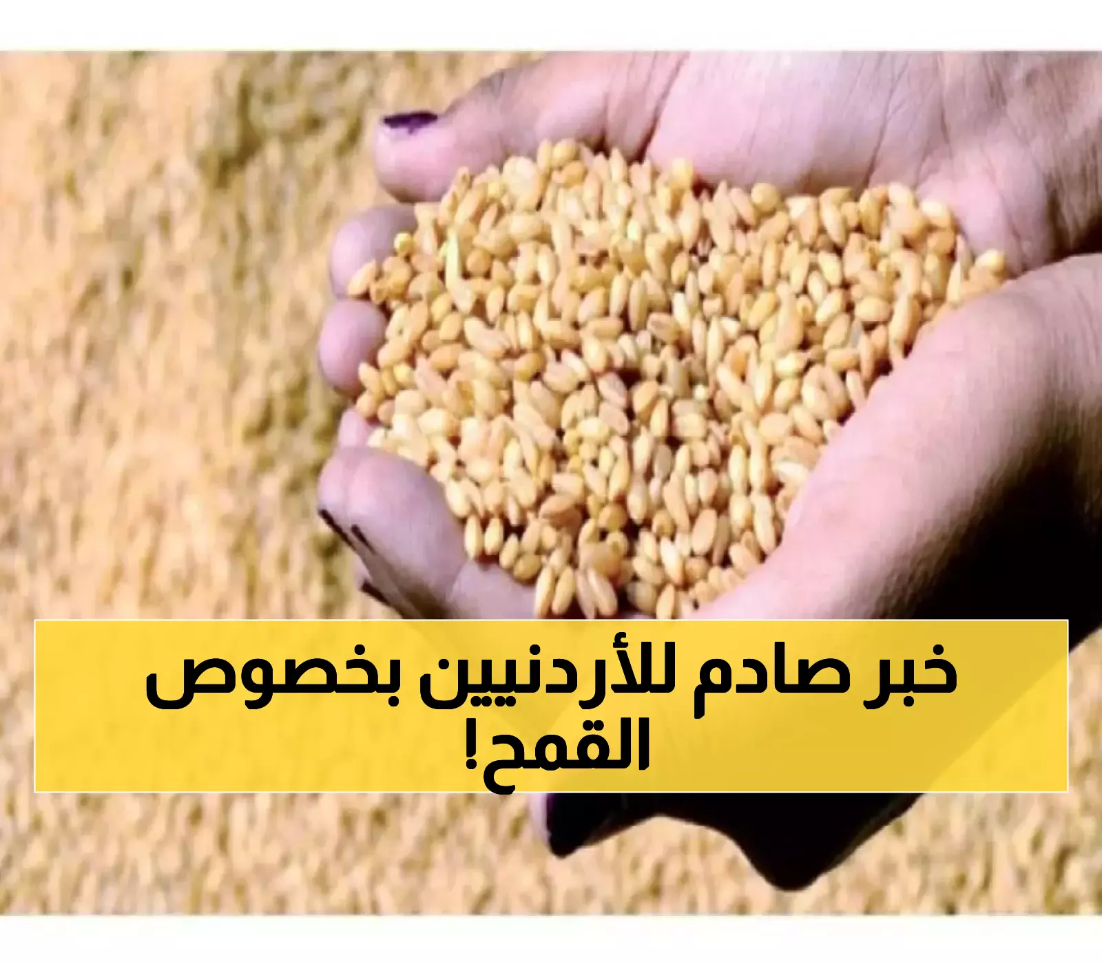 تعرف على خطط الأردن لرفع طاقة تخزين القمح والشعير إلى 2.3 مليون طن!