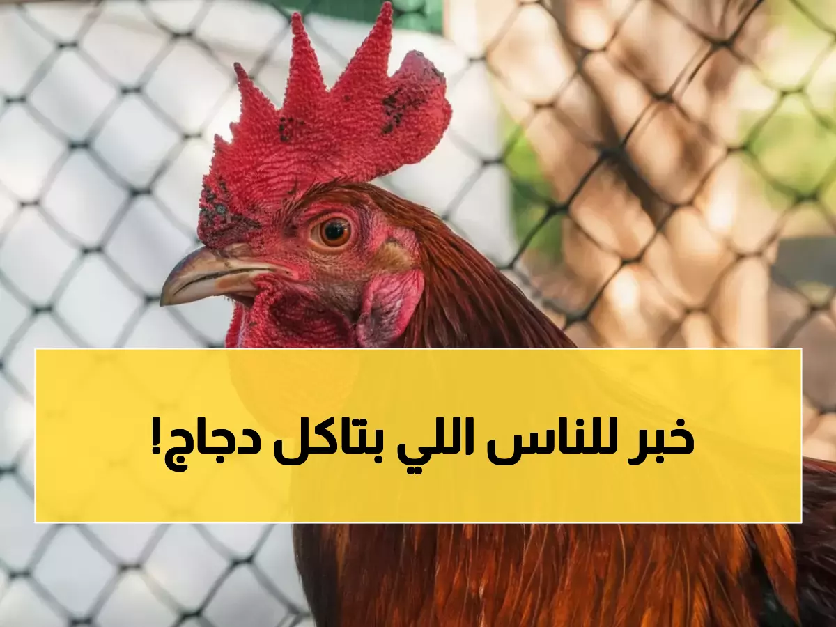 عاجل: أسعار الدجاج تنهار بنسبة 35% في الأردن... هل هذا انقلاب في السوق أم فرصة ذهبية؟