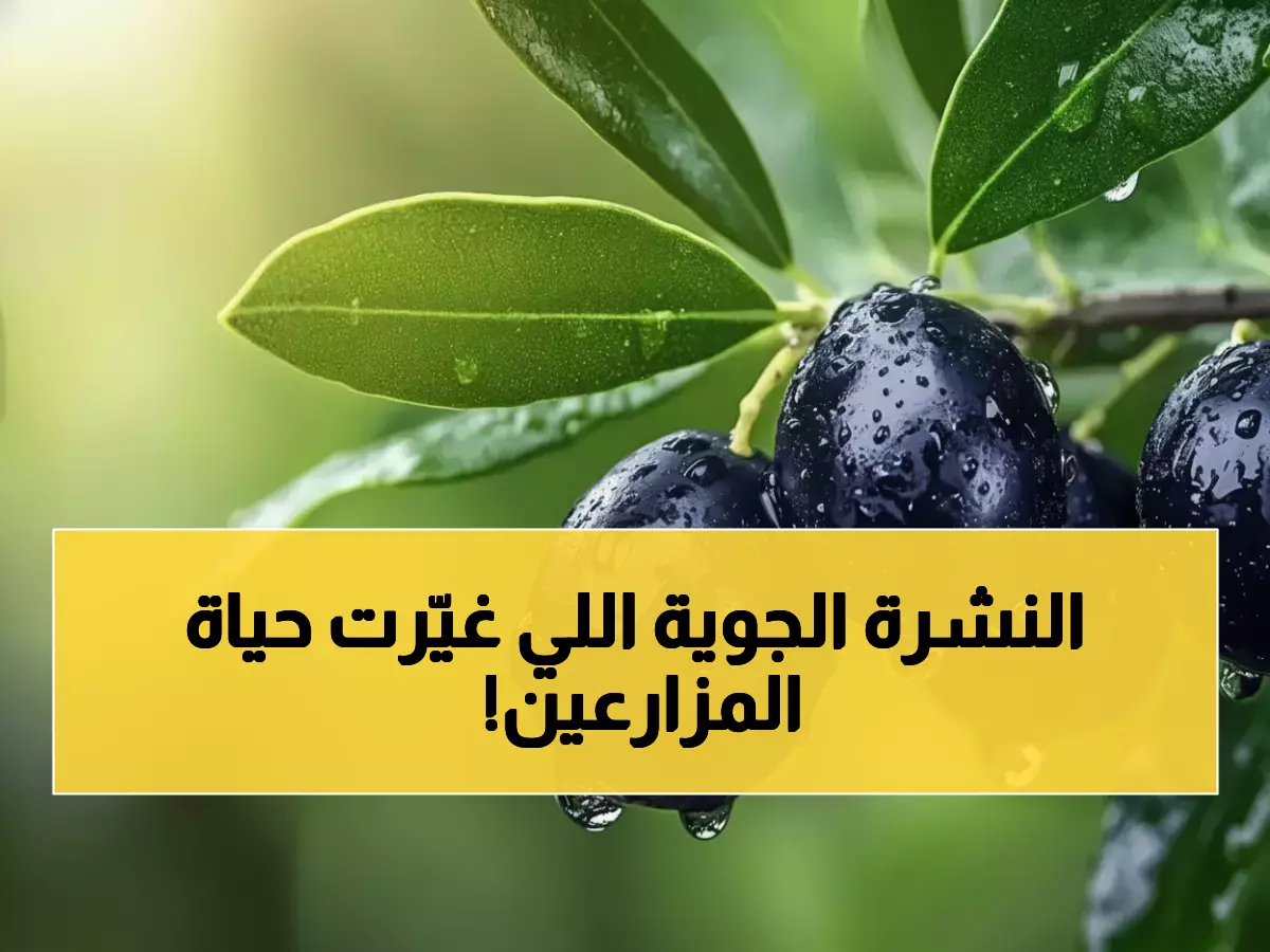 أخيراً: الموسم المطري ينقذ 70 ألف مزارع أردني من كارثة العام الماضي - منصة ذكية جديدة تصل هواتفهم!
