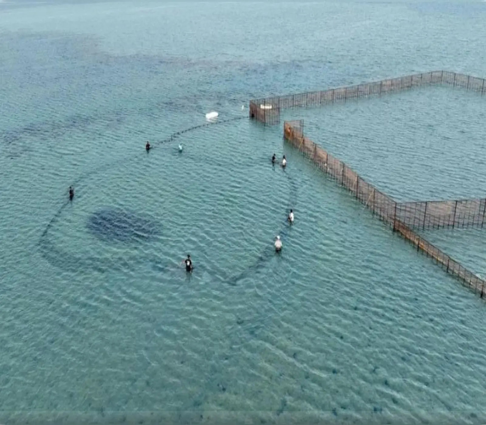 منظر علوي لمجموعة من الأشخاص يسحبون شبكة صيد كبيرة في مياه ضحلة بجوار حواجز شبكية ثابتة.