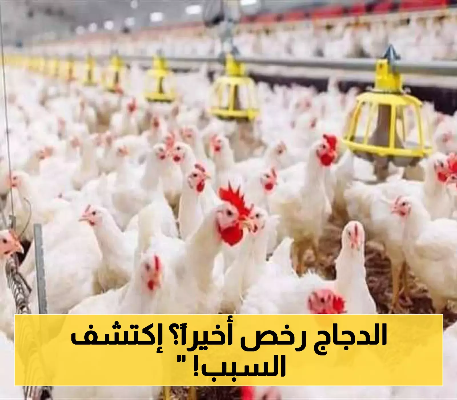 دخول شركات جديدة لاستيراد "الدجاج" إلى اليمن.. هل ستنخفض الأسعار؟!