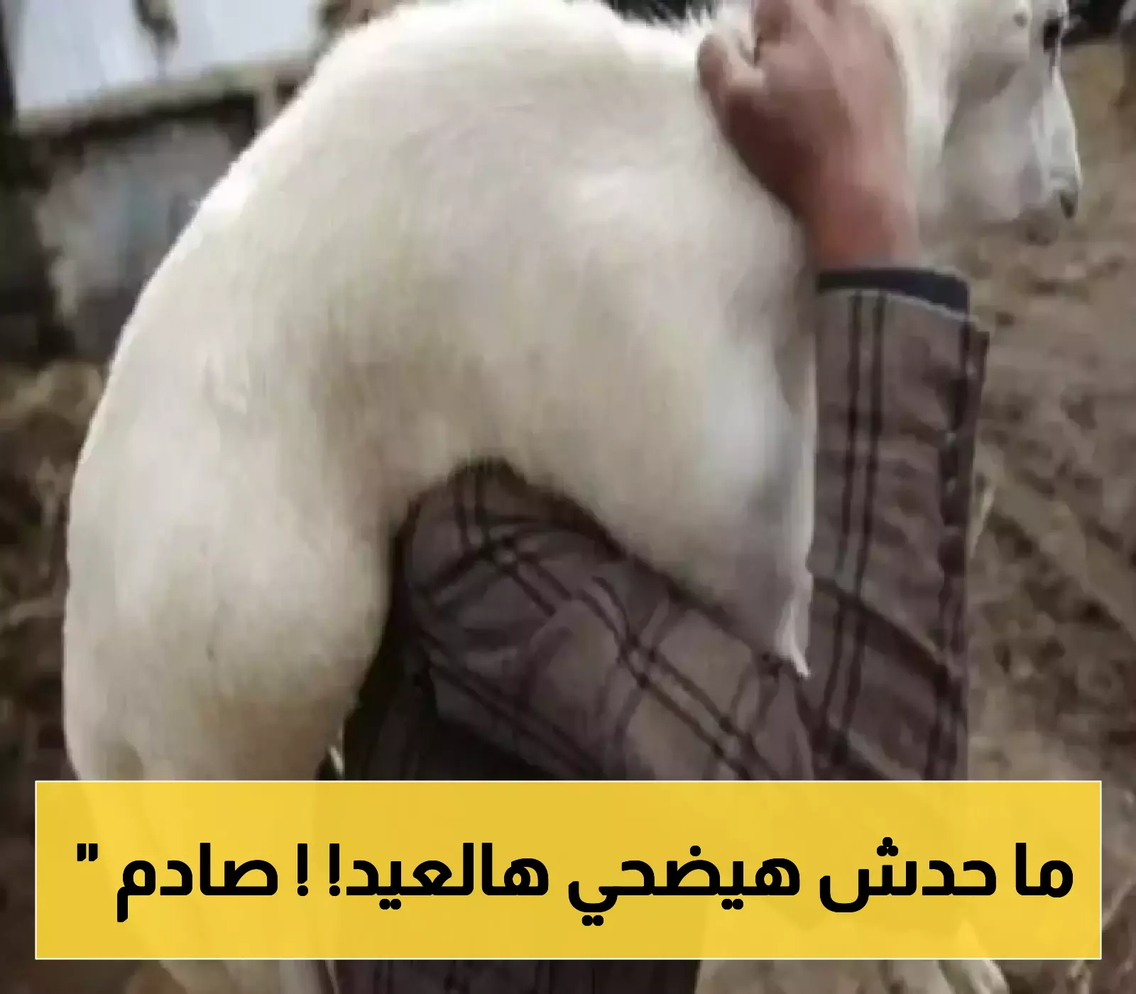 ارتفاع جنوني غير مسبوق في اسعار الاضاحي يُربك الأسواق ويتجاوز القدرة الشرائية لغالبية الأسر اليمنية !