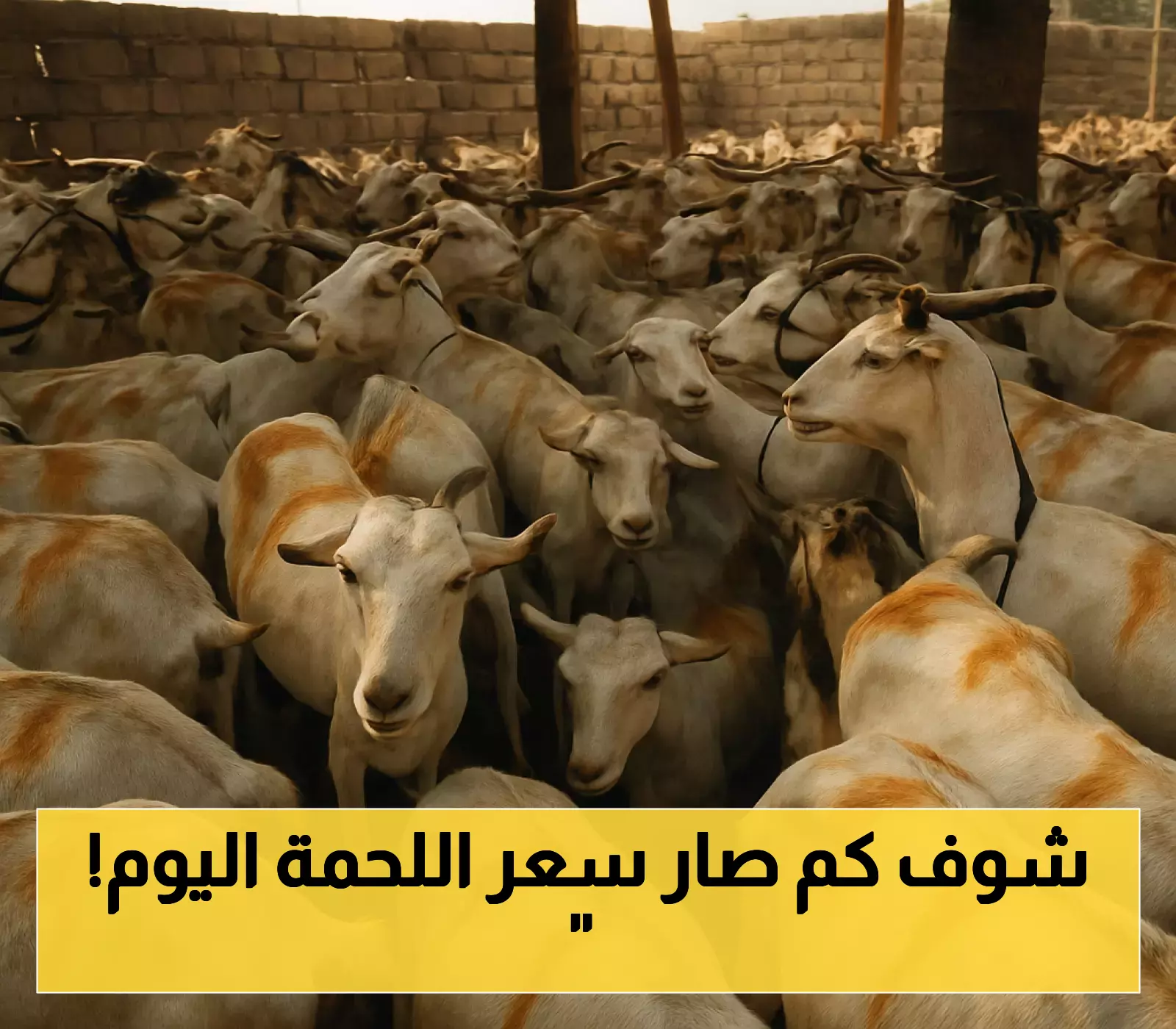 تعرّف على أسعار المواشي والدواجن في عدن اليوم.. استقرار ملحوظ في تسعيرة اللحوم الطازجة !