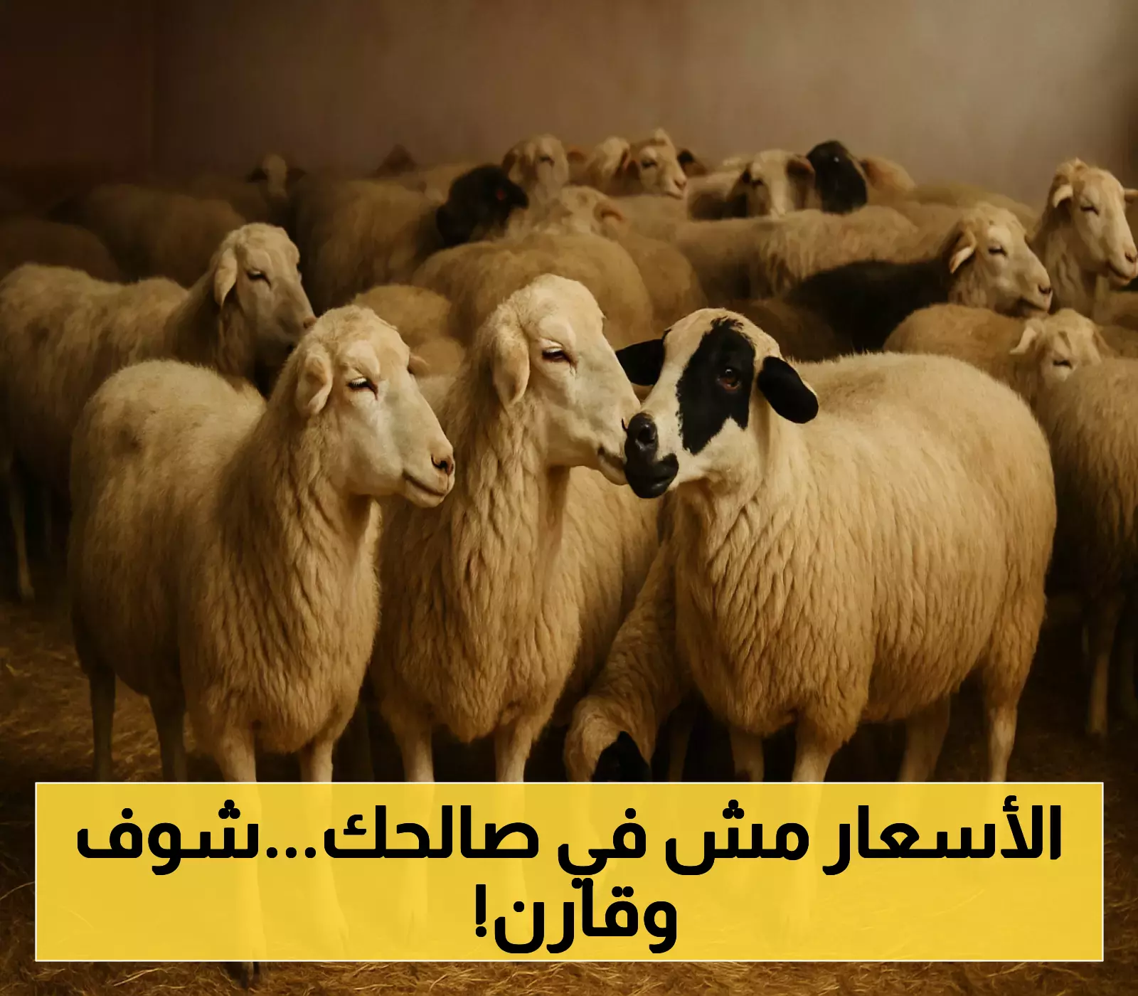 أسعار المواشي في عدن تتأرجح اليوم بعد التغيرات المالية الأخيرة.. قائمة بالتسعيرة الجديدة