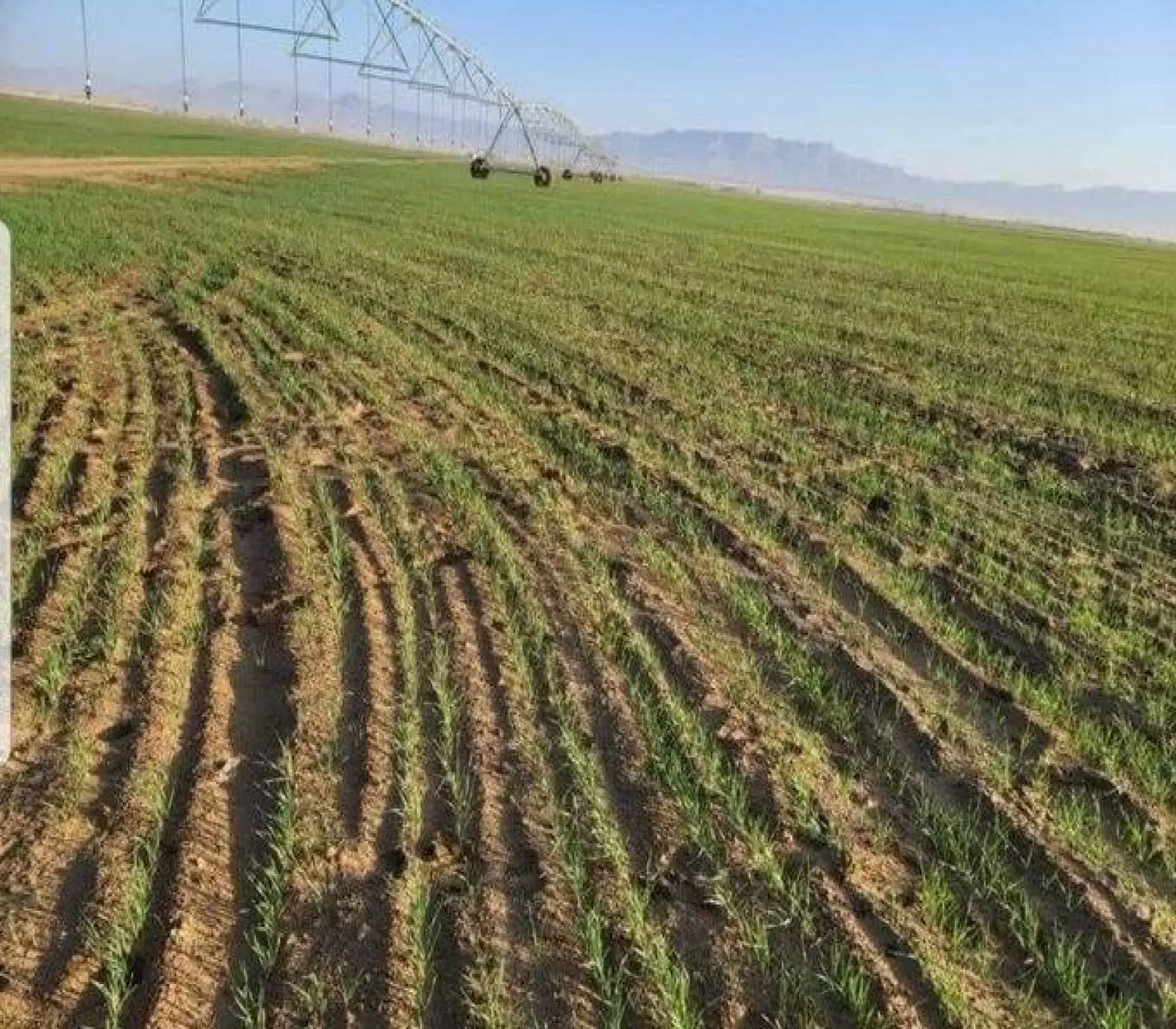 لن تصدق كيف تحولت محافظة الجوف اليمنية من صحراء قاحلة إلى جنة خضراء وإنتاج وفير لزراعة القمح ! (صور مدهشة)