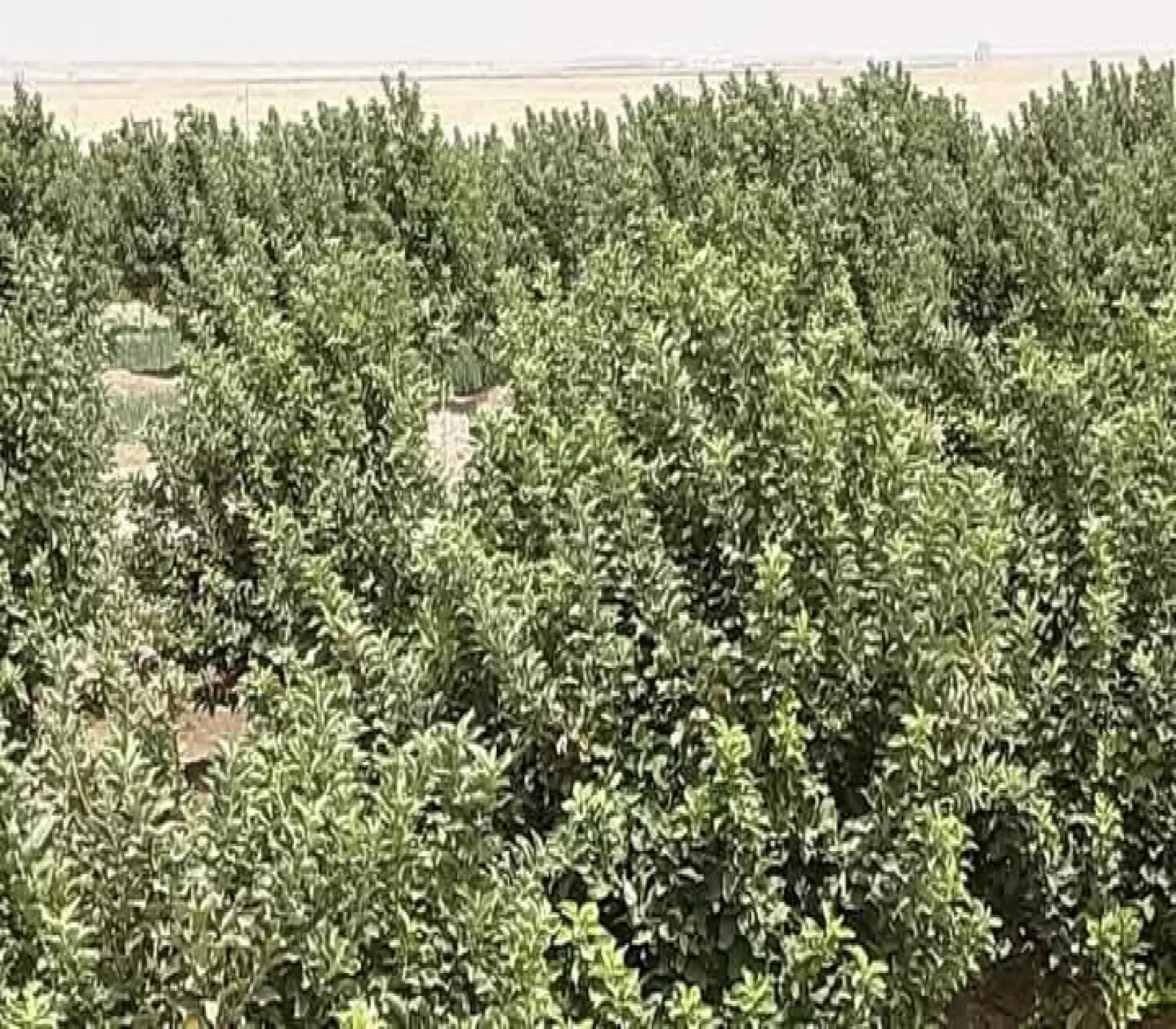 شاهد: انطلاق موسم حصاد "التفاح اليمني" المميز... إنتاج زراعي نوعي وجودة عالية وتأثير اقتصادي كبير (صور)