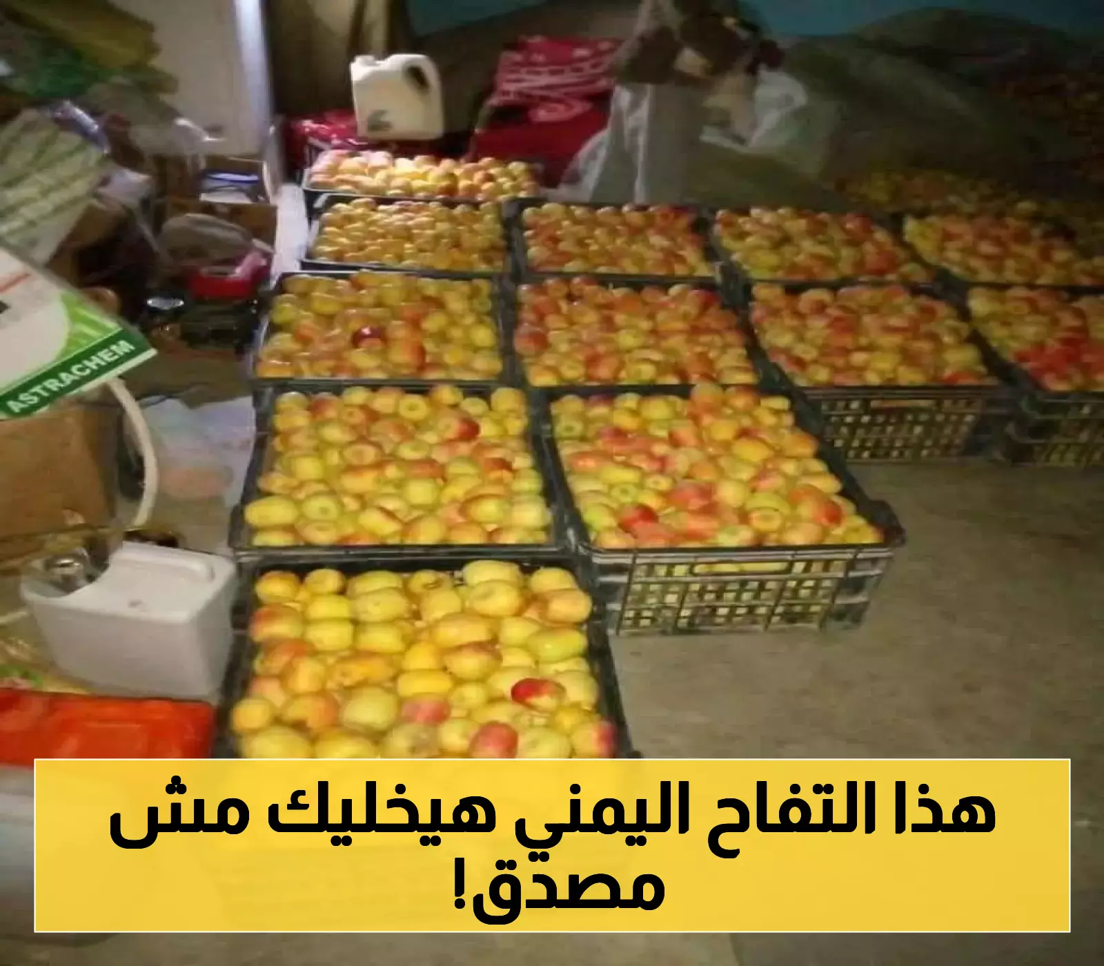 شاهد: انطلاق موسم حصاد "التفاح اليمني" المميز... إنتاج زراعي نوعي وجودة عالية وتأثير اقتصادي كبير (صور)