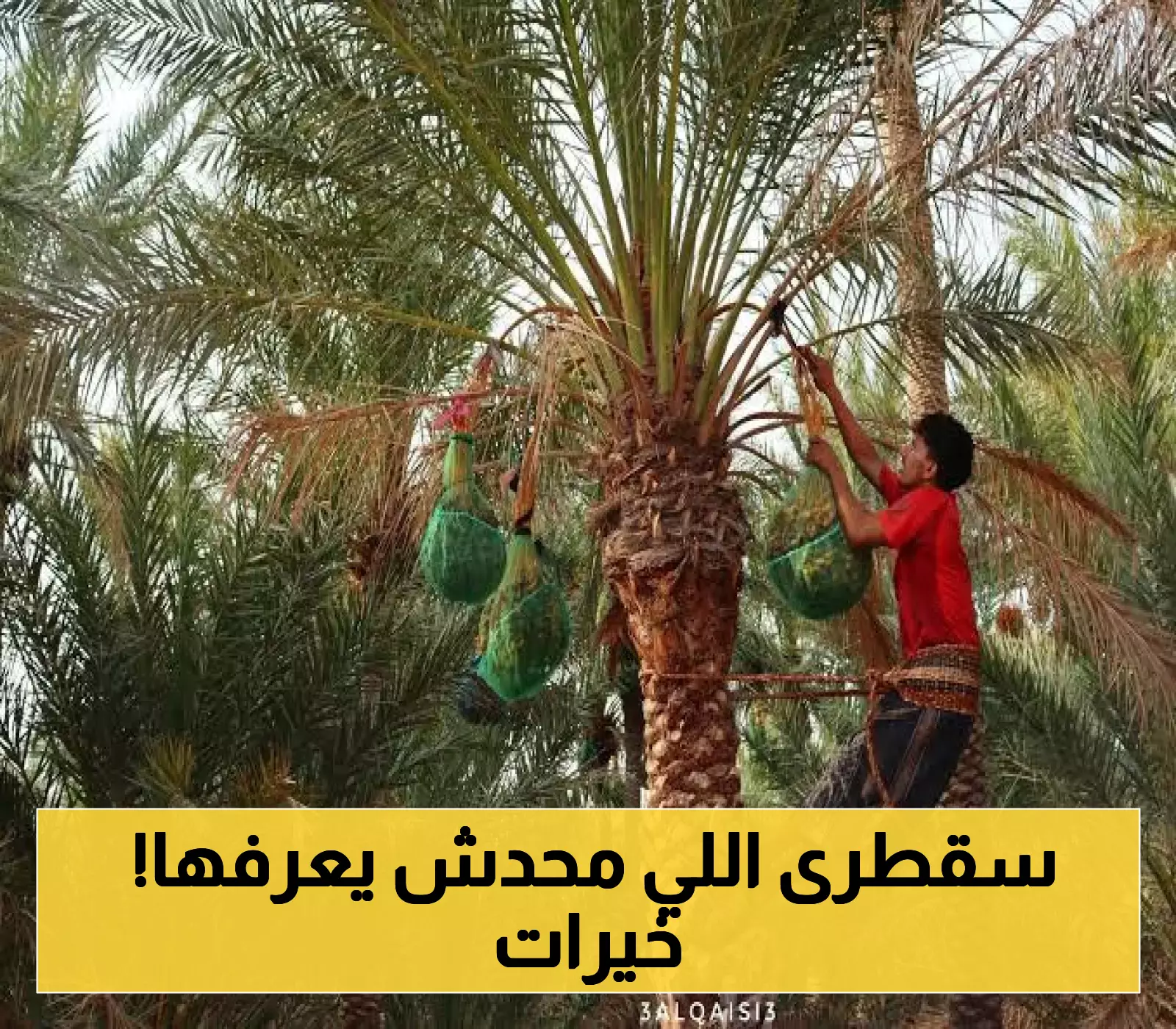 موسم الخريف ينطلق رسمياً في سقطرى... "كنوز التمور السقطرية النادرة" تتحدى العزلة وتؤمّن غذاء الأهالي لشهور!