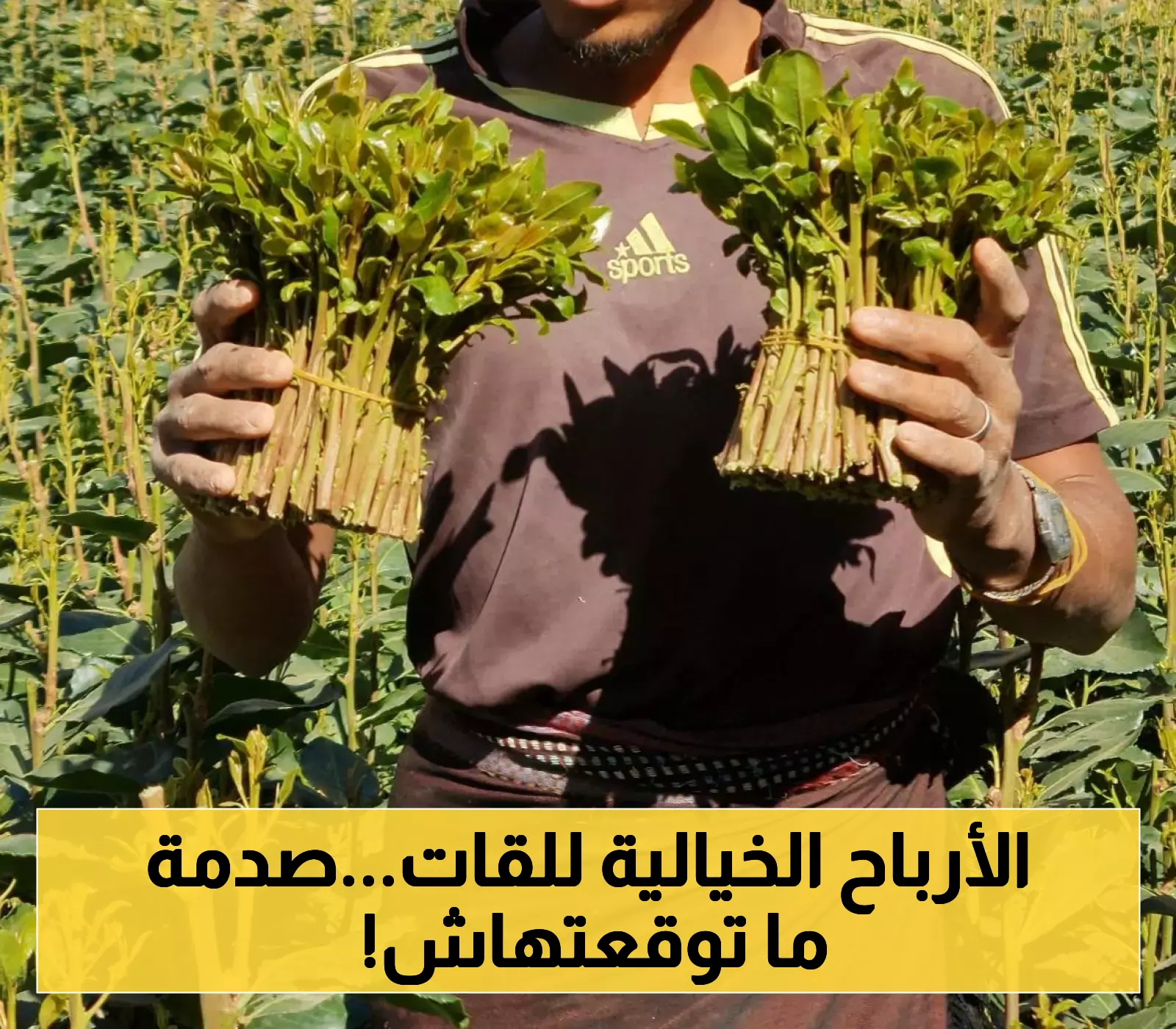 إثيوبيا واليمن تتصدران دول العالم في زراعة "القات": فارق جوهري "صادم" بين البلدين في حجم العائدات الاقتصادية منه !