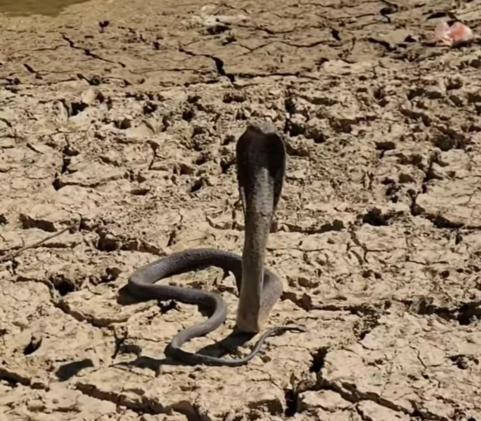 ظهور اخطر "كوبرا " سامة في اليمن وصياد مشهور ينجح في الامساك بها بعد مغامرة خطيرة كادت تقتله ! (شاهد)