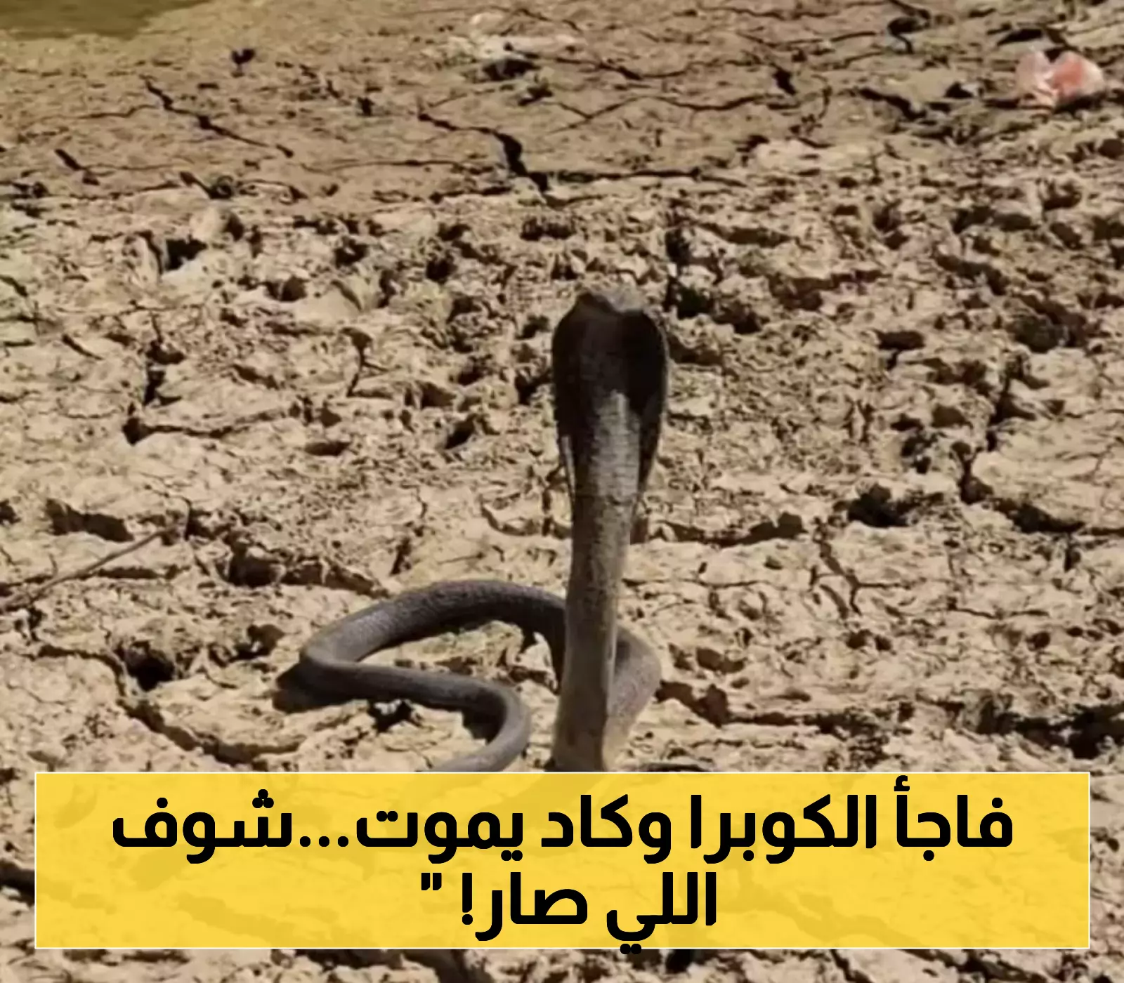 ظهور اخطر "كوبرا " سامة في اليمن وصياد مشهور ينجح في الامساك بها بعد مغامرة خطيرة كادت تقتله ! (شاهد)