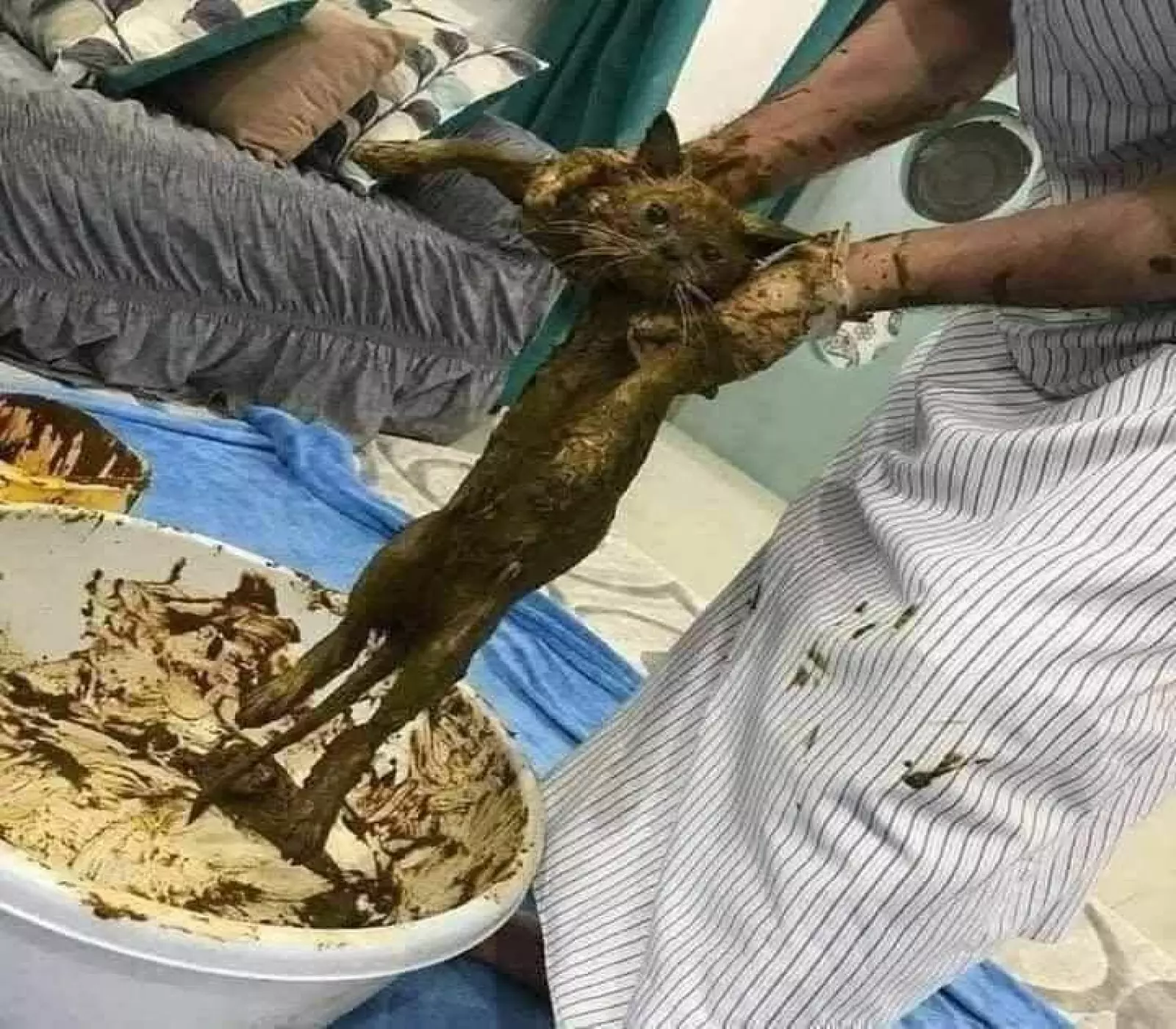 تغطيس القطط في الحناء