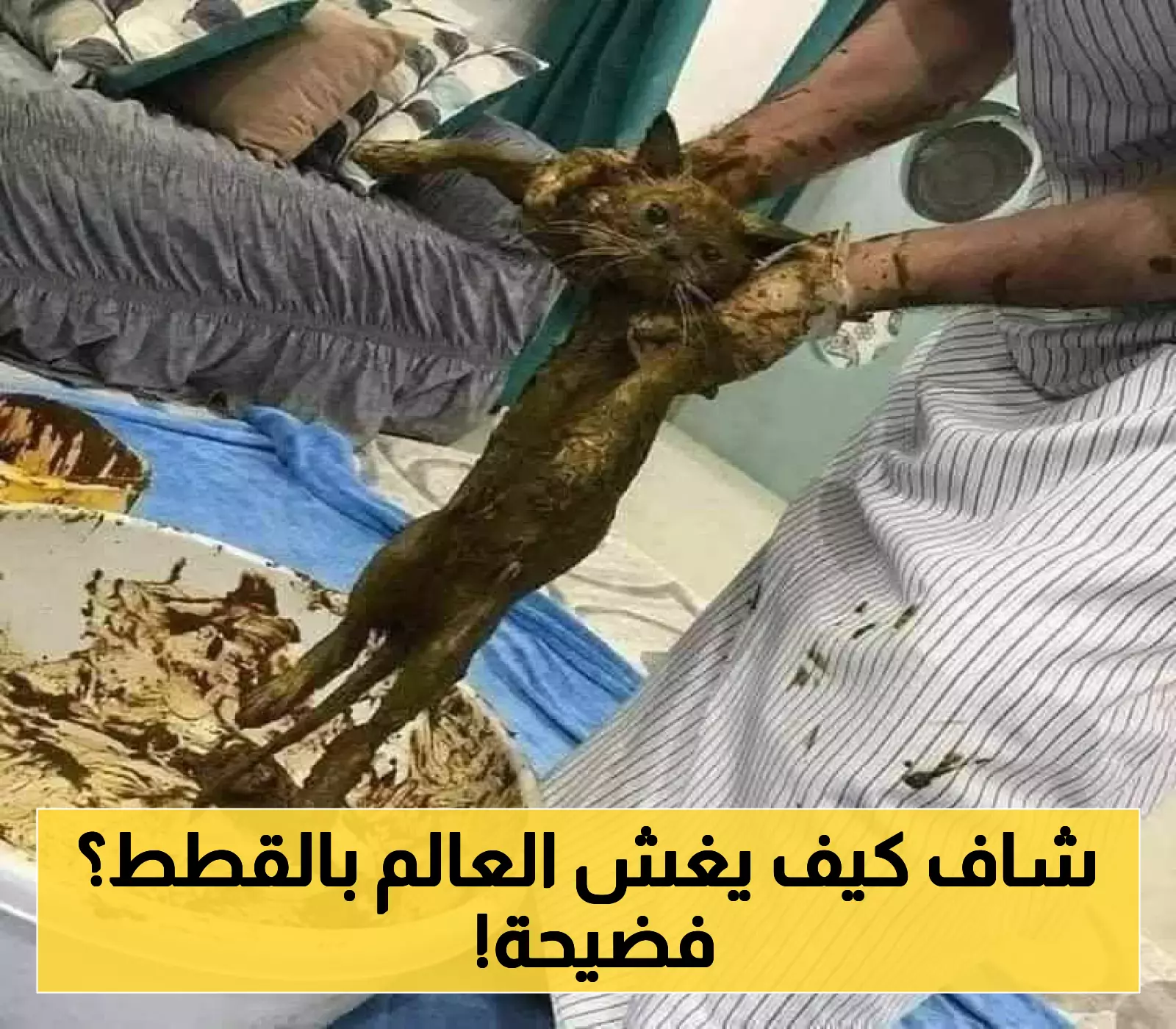 شاهد.. "محتال" يمني يقوم بتغطيس القطط في الحناء ثم يبيعها كـ"سُلالة سعودية نادرة عمرها 3000 عام" !! (صورة)