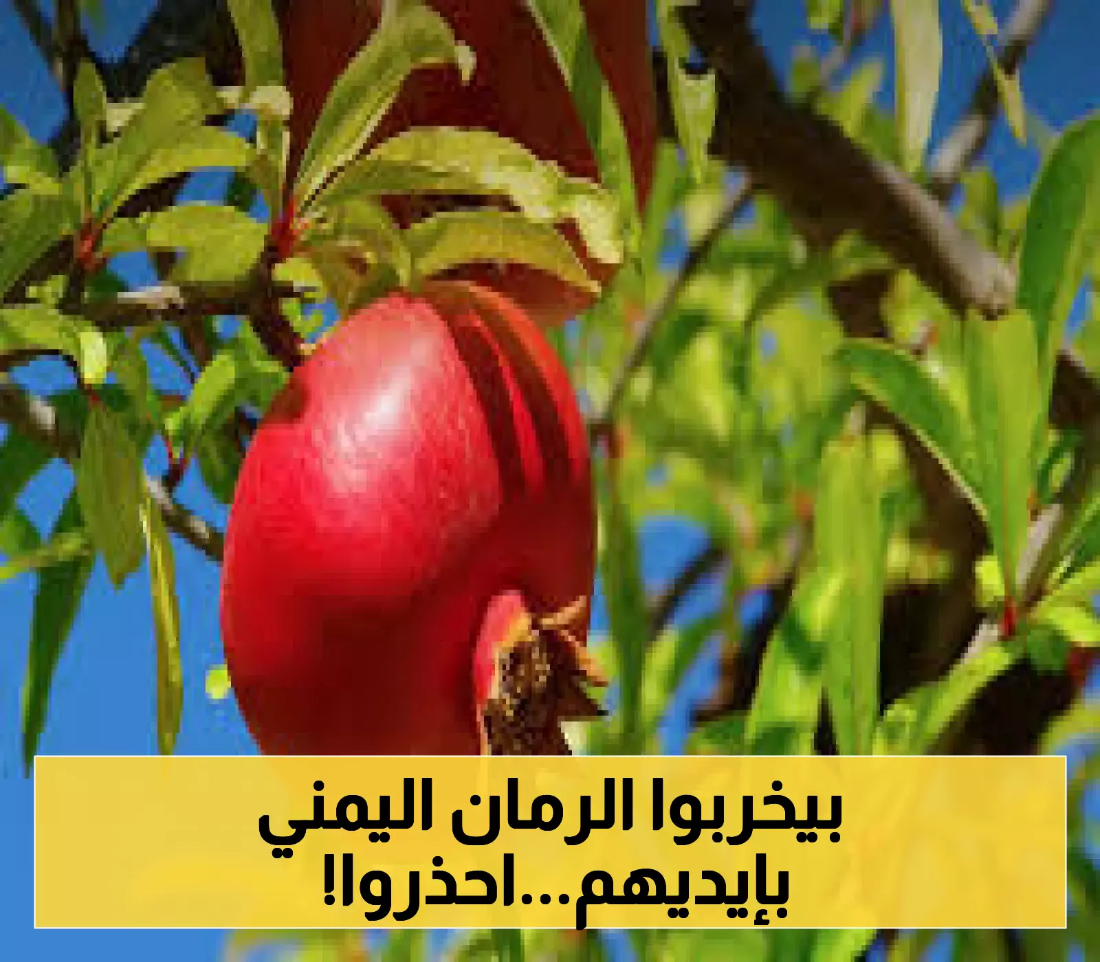 غلطة واحدة قد تنهي اسطورة الرمان اليمني وتؤدي الى تكدس المحصول..وزارة الزراعة تحذر المزارعين بشدة من هذه الغلطة!