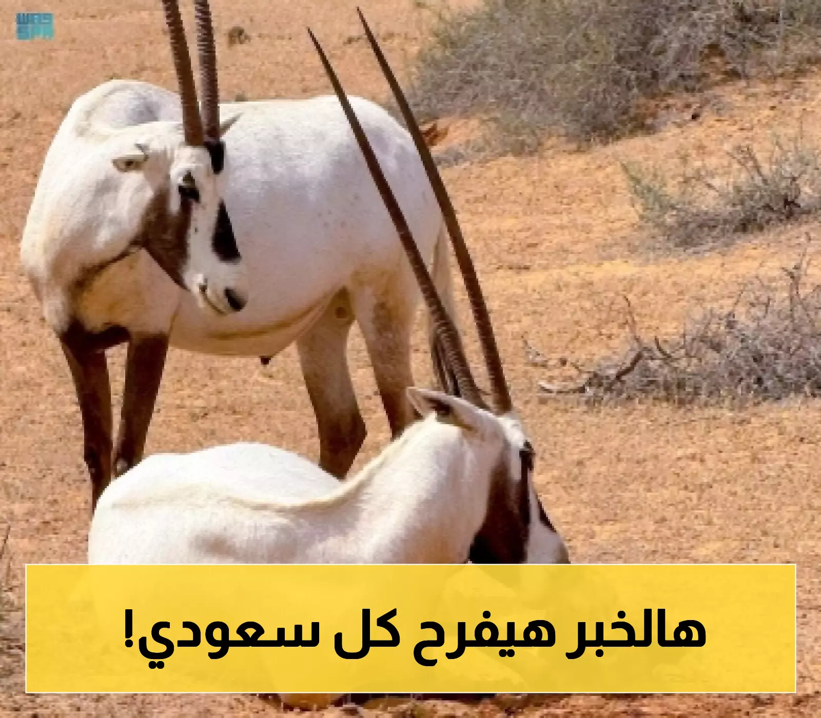 تعرّف على: ولادة مها عربي في محمية "عروق بني معارض"