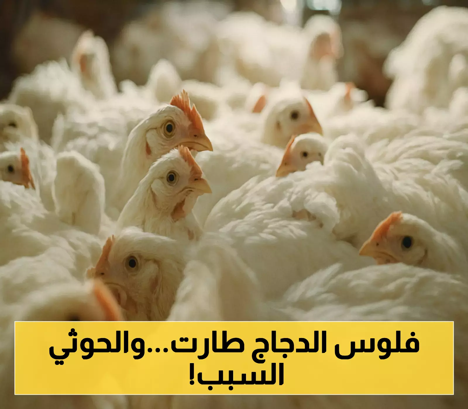 أزمة كارثية تضرب صنعاء: الأعلاف تهدد بموت قطاع الدواجن وارتفاع جنوني في الأسعار !