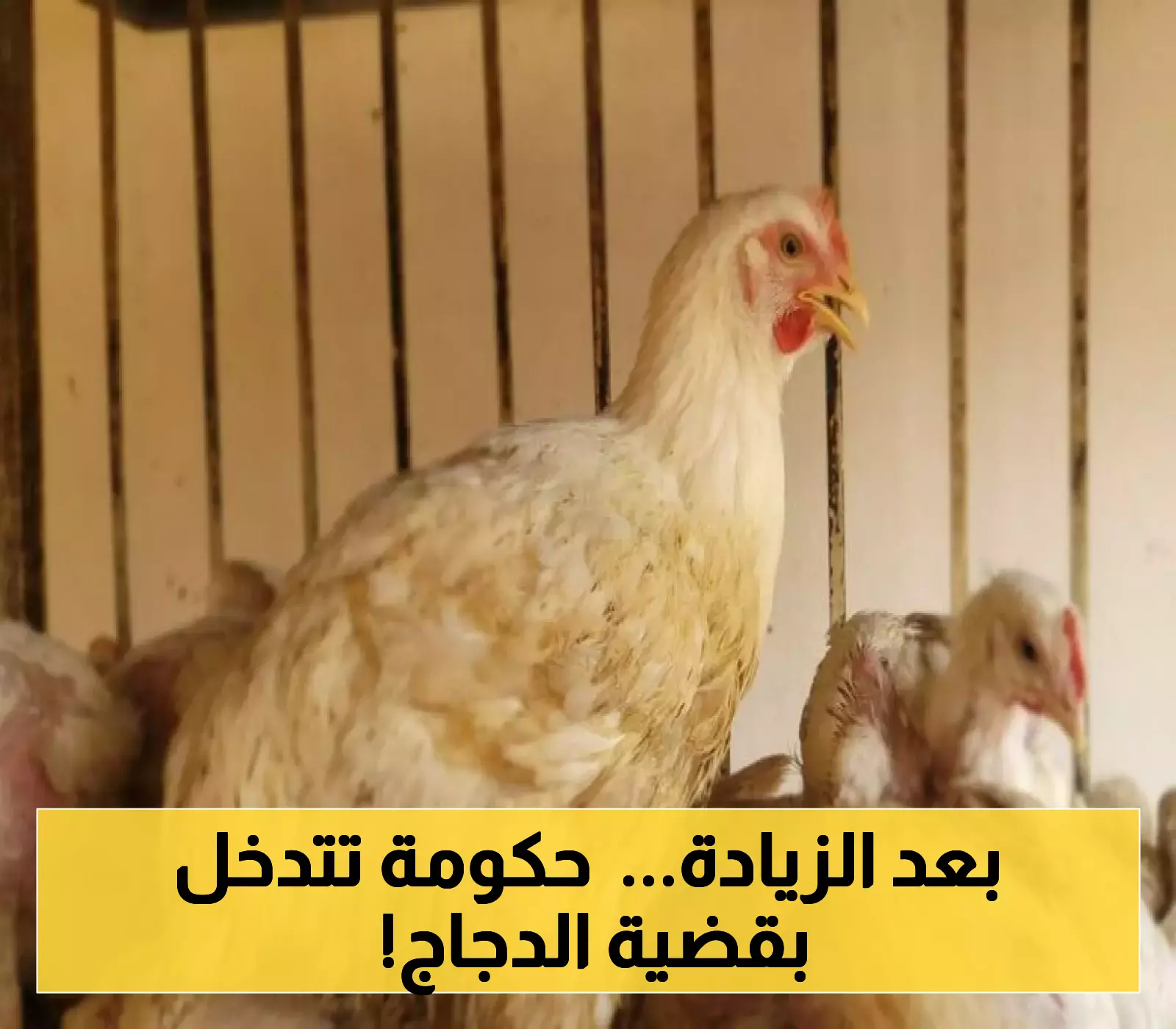 ارتفاع مفاجئ لأسعار الدجاج في عدن والمحافظات المحررة.. وأول تحرك حكومي حاسم !