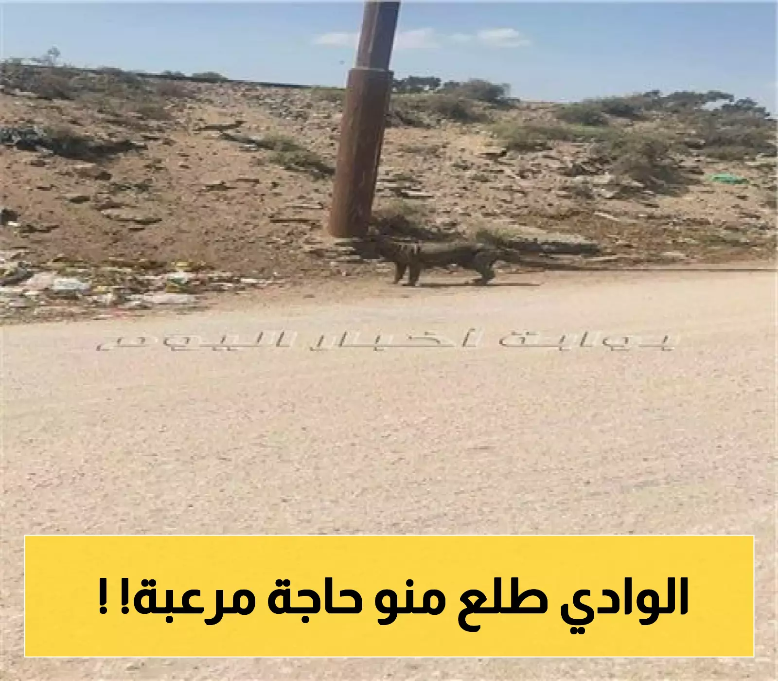 ظهور حيوان غامض في وادي فاطمة بمكة يشعل مواقع التواصل.. ما القصة؟