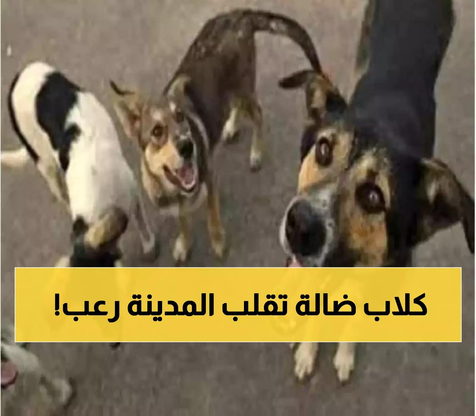 مدينة يمنية تحت رحمة كلاب الشوارع: ارتفاع عدد ضحايا هجمات الكلاب الضالة إلى 10 أشخاص  خلال أسبوع !