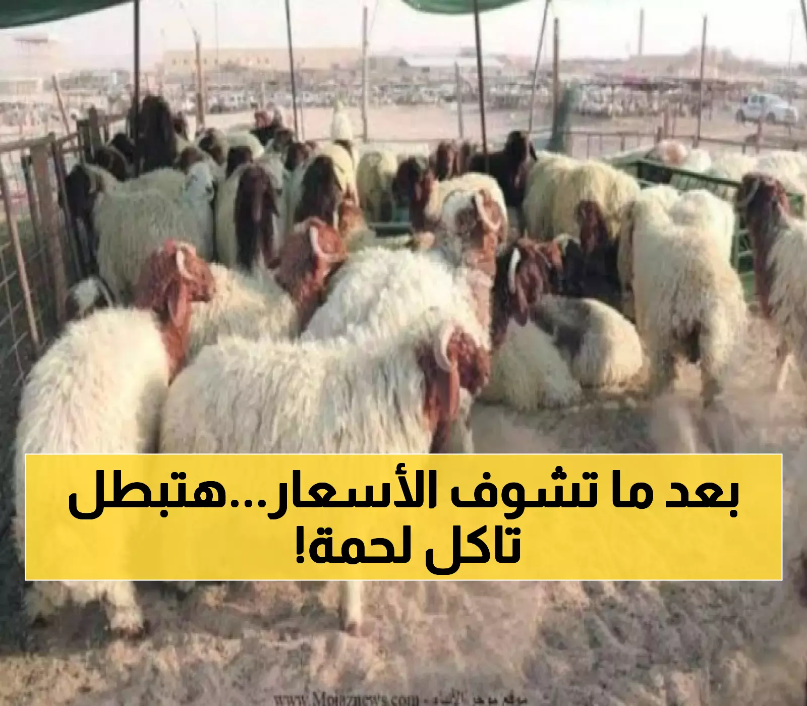 قفزة مفاجئة لأسعار اللحوم في عدن والكيلو جرام الغنمي يصل إلى رقم غير مسبوقة وسط أزمة خانقة