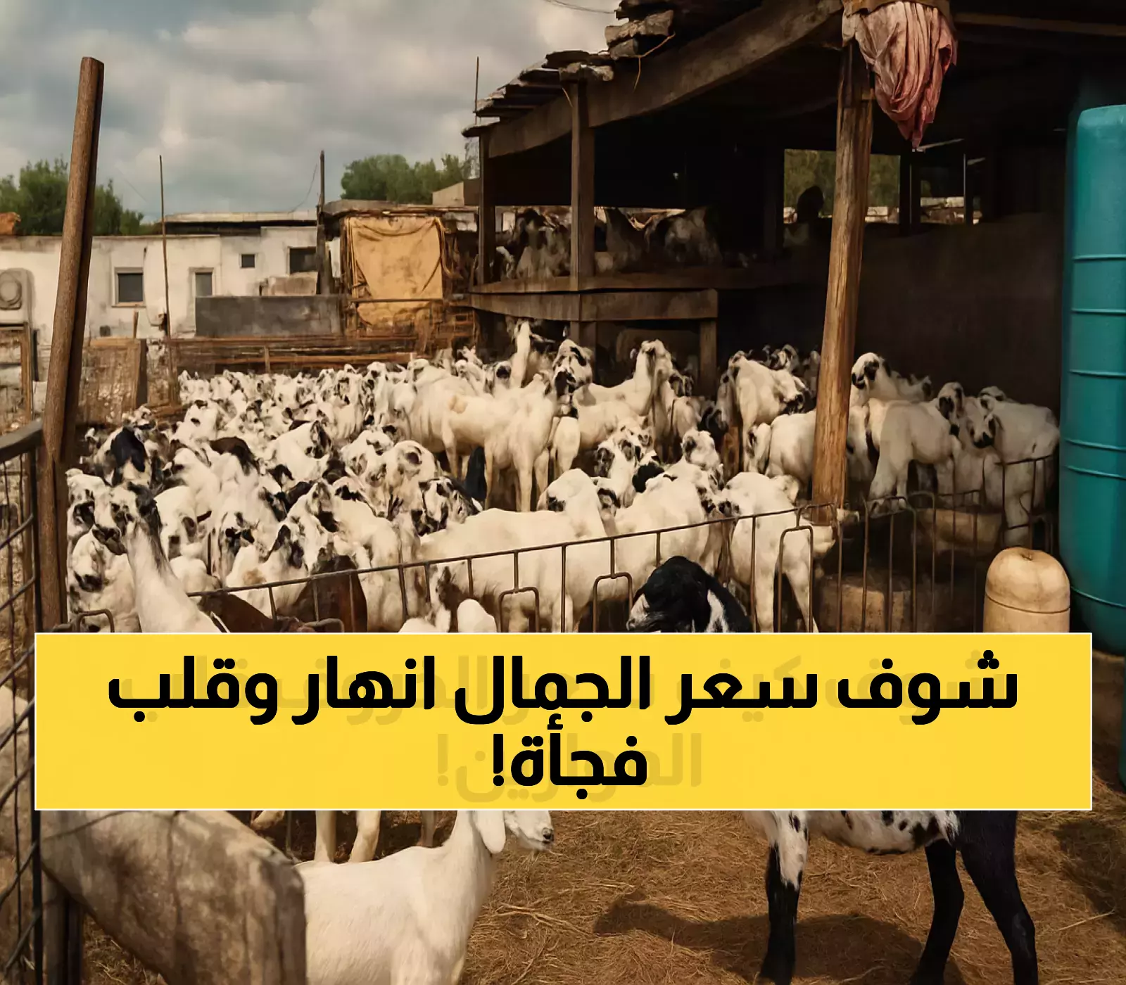 تقلبات غير مسبوقة في 72 ساعة: كيف انخفضت أسعار الإبل 40% ثم عادت للارتفاع في عدن؟