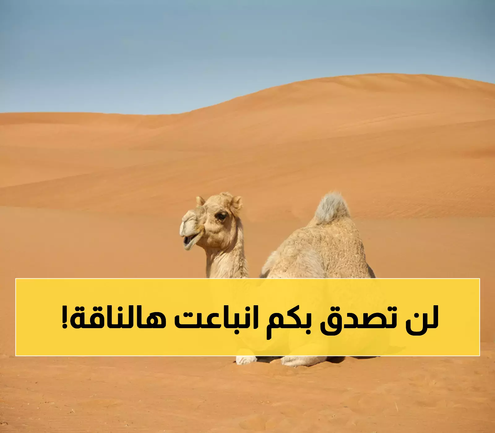 مفاجأة صادمة في بريدة السعودية: ناقة تُباع بسعر فلكي لا يتوقعة عقل… السر الذي كشفه المشتري يقلب الموازين!!