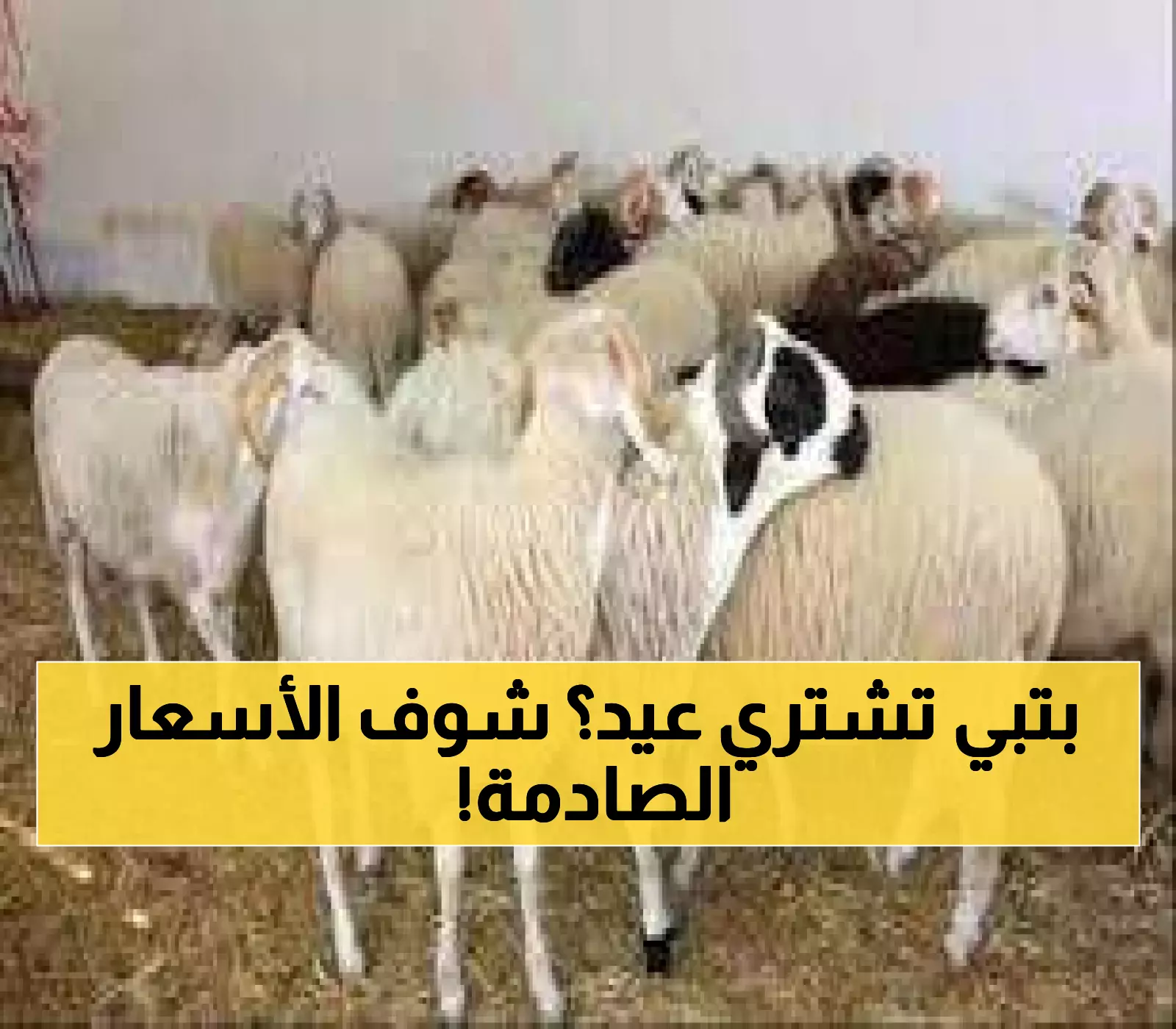 عاجل: صدمة أسعار المواشي في عدن اليوم - الثور بـ1.7 مليون والماعز يقفز 130%!