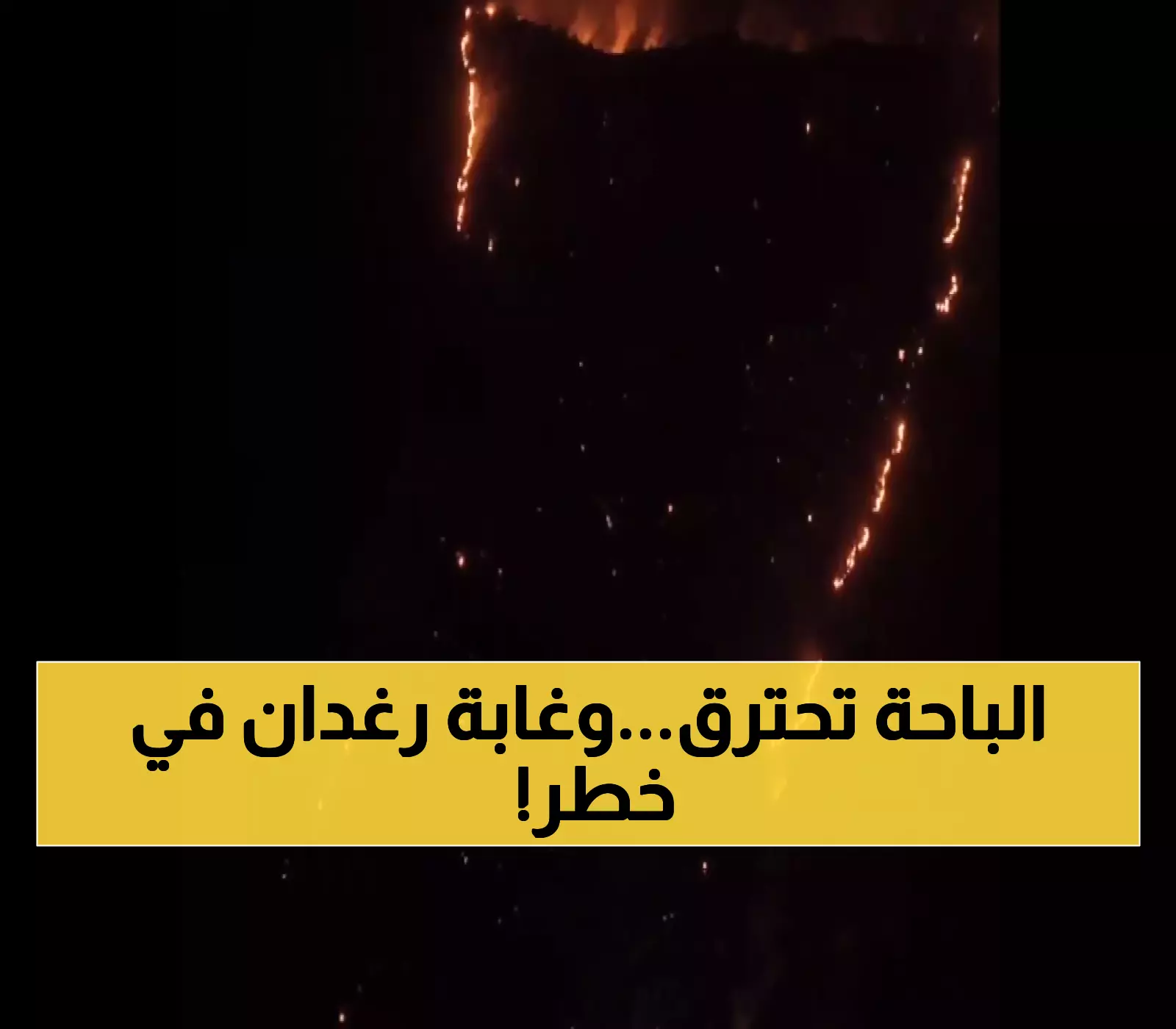 عاجل: النيران تلتهم جوهرة الباحة الخضراء... هل تختفي غابة رغدان الساحرة إلى الأبد؟