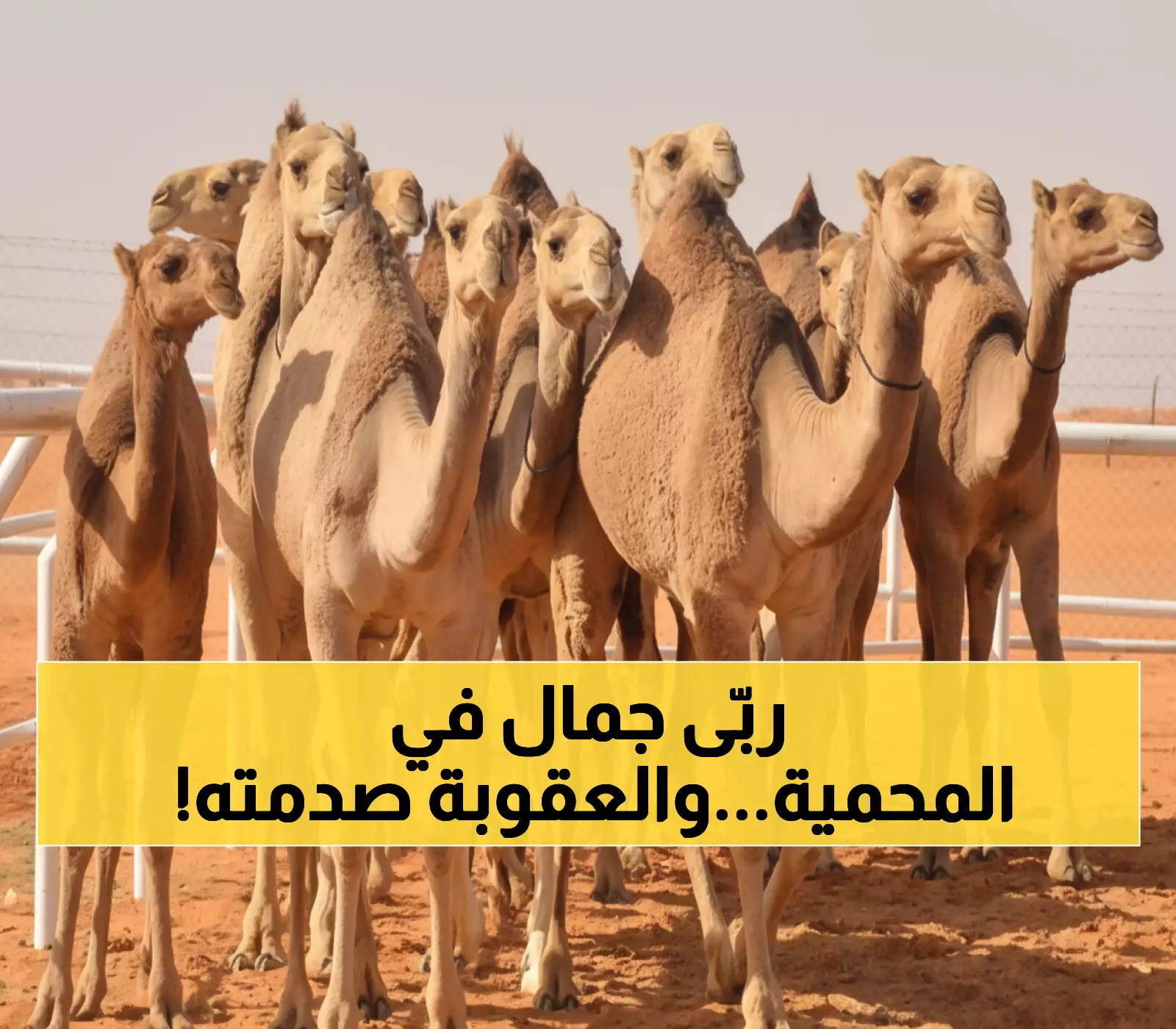 عاجل: ضبط مواطن برعي 5 متون إبل داخل محمية الملك عبدالعزيز - غرامة صادمة 2500 ريال!