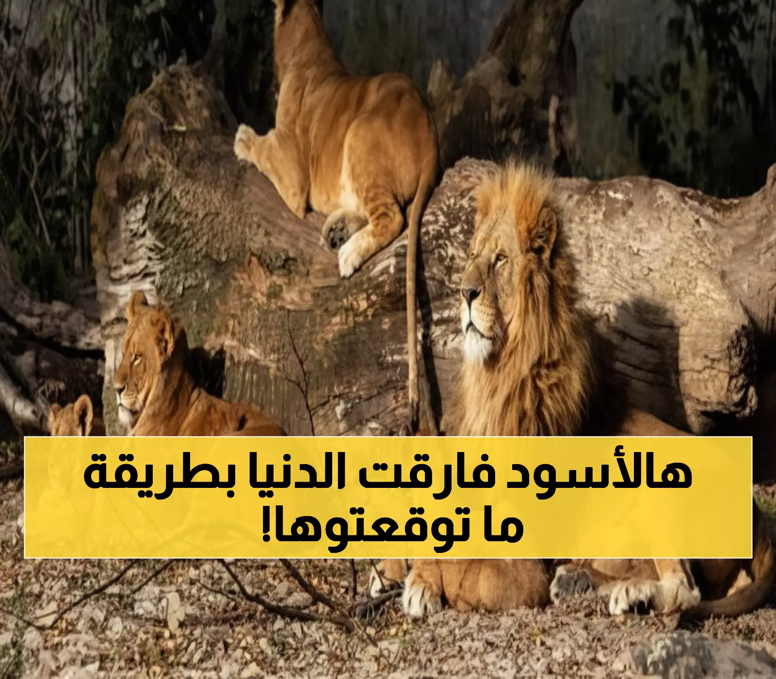 صادم: وزير الزراعة يفجر مفاجأة مدوية - 13 أسداً أُعدموا رحيماً بسبب مرض مجهول!