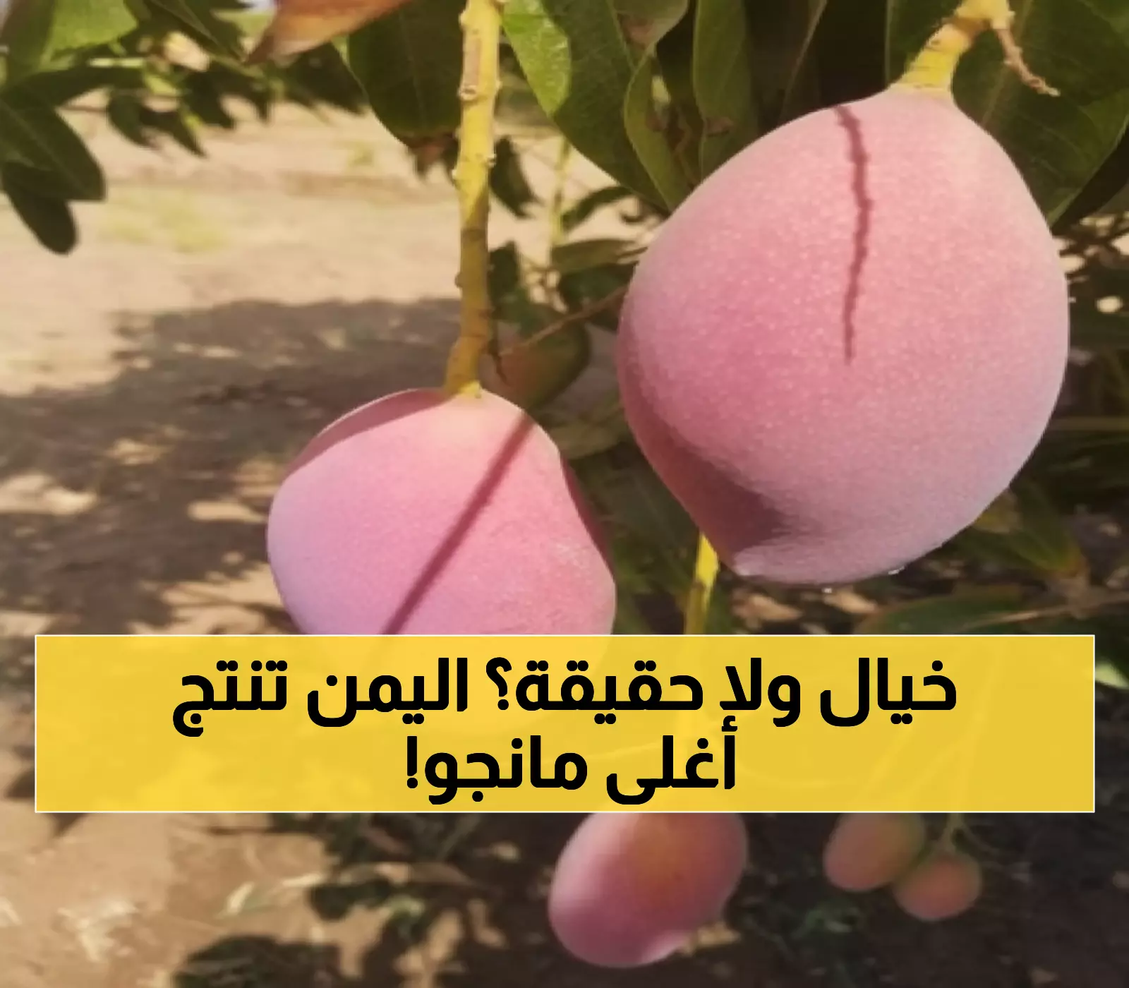 يصل سعرها عالميا إلى 1000 دولار للكيلو: مزارعون يمنيون يحتفلون بنجاح زراعة فاكهة المانجو النادرة "بيض الشمس" في تهامة!