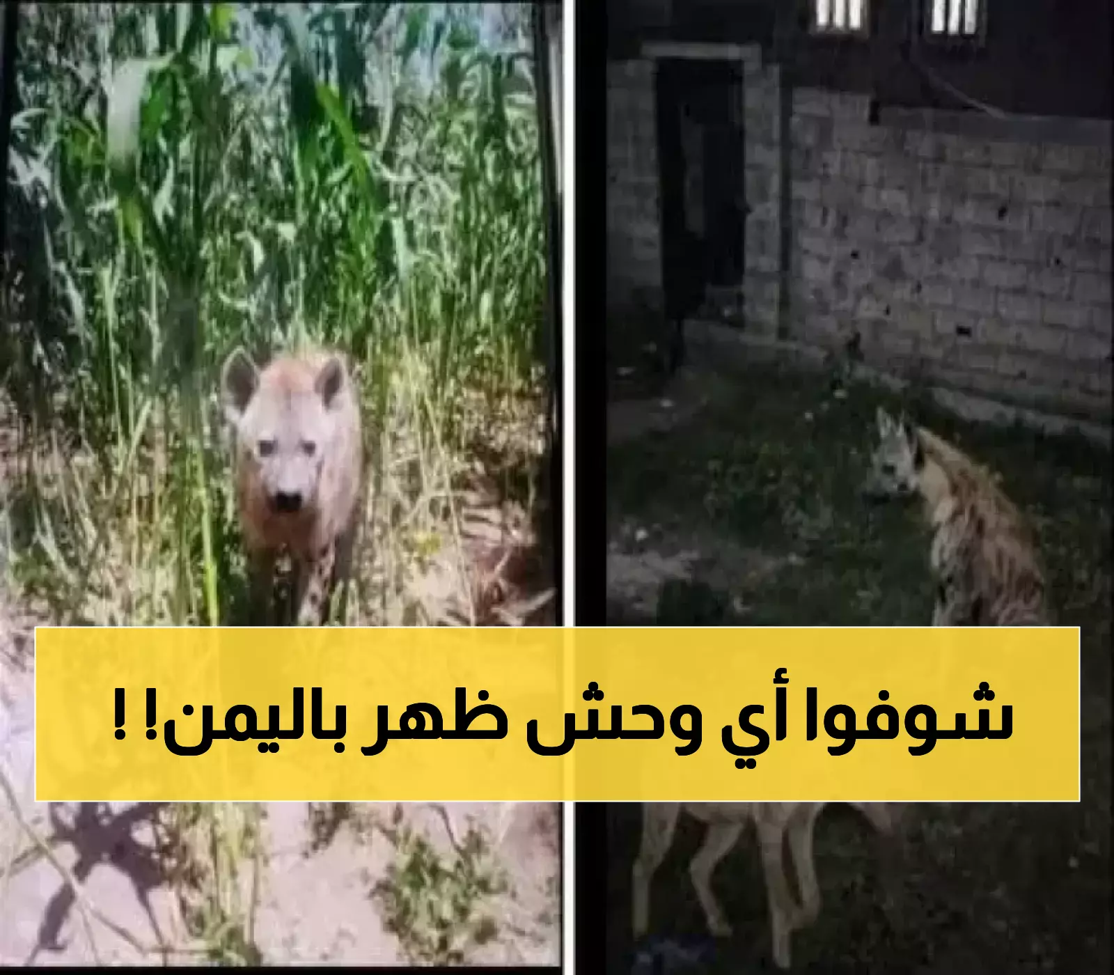 السكان يبلغون عن ظهور حيوان مفترس في هذه المحافظة اليمنية وتحذيرات مهمة بعدم الاقتراب !! (صورة)