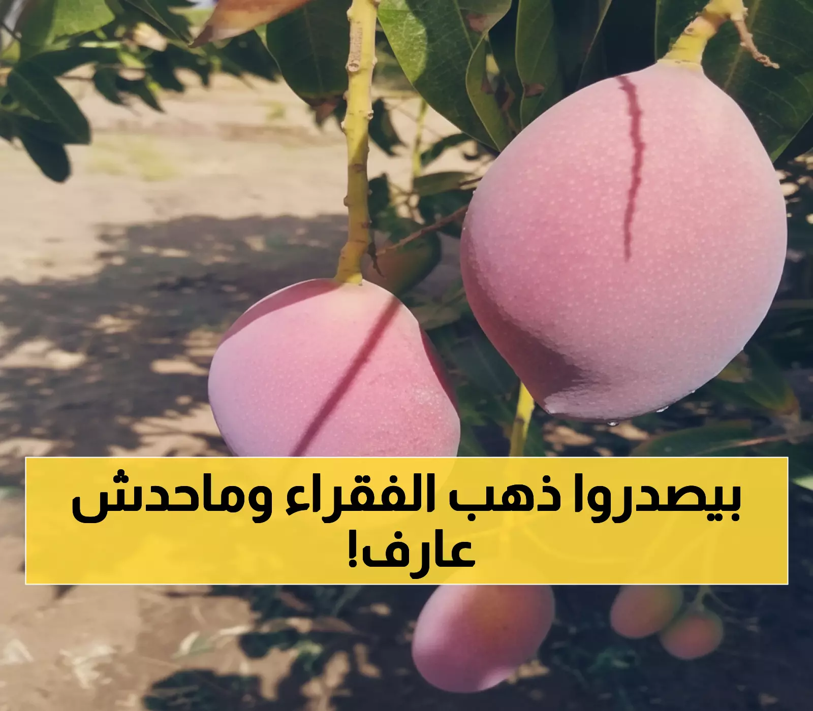 تاريخي: مزارعو اليمن يحققون المعجزة - فاكهة بـ 1000 دولار للكيلو تفوق الذهب... والعالم يتهافت عليها!