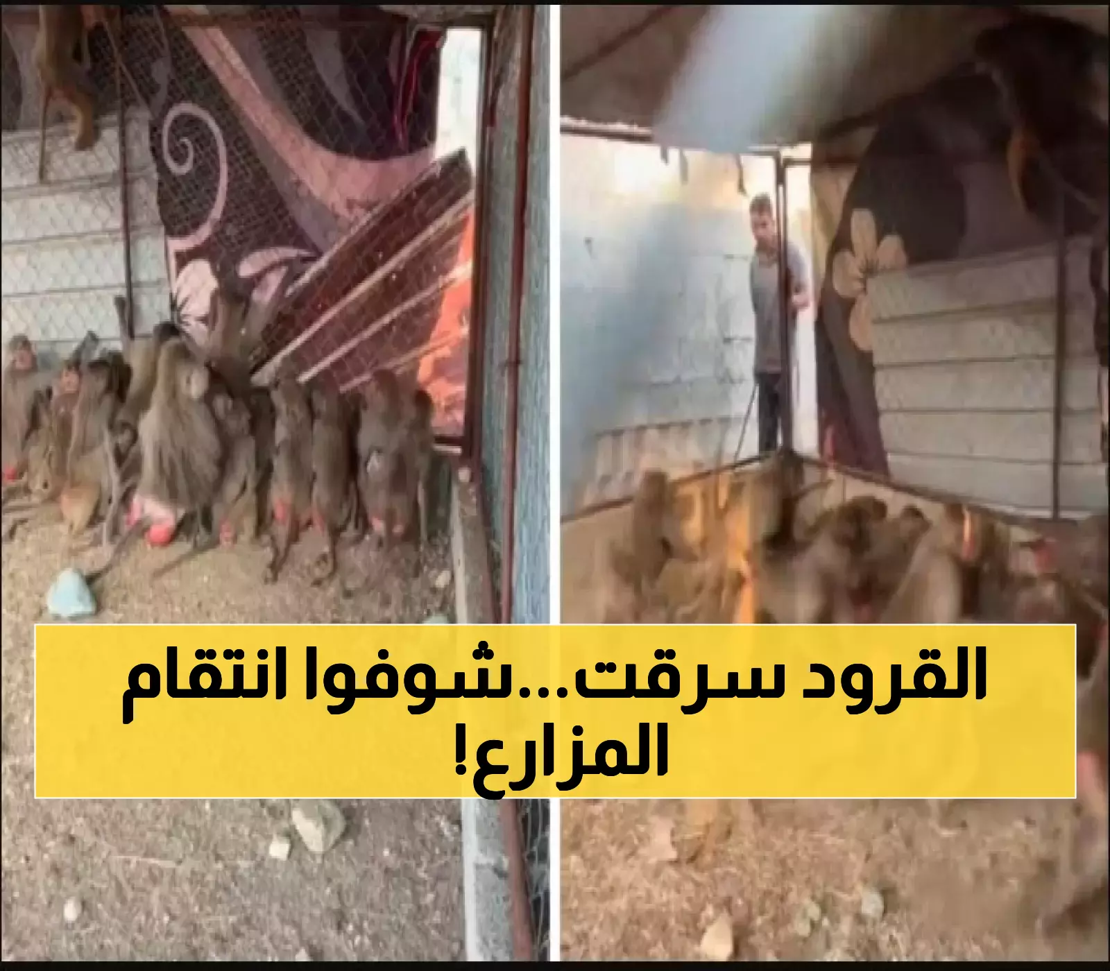 سعودي يصنع بطريقة جنونية مصيدة للقرود بعد تخريبهم لمحاصيله.. لن تصدق كم عدد القرود الغبية التي اصطادها في يوم واحد! (فيديو)