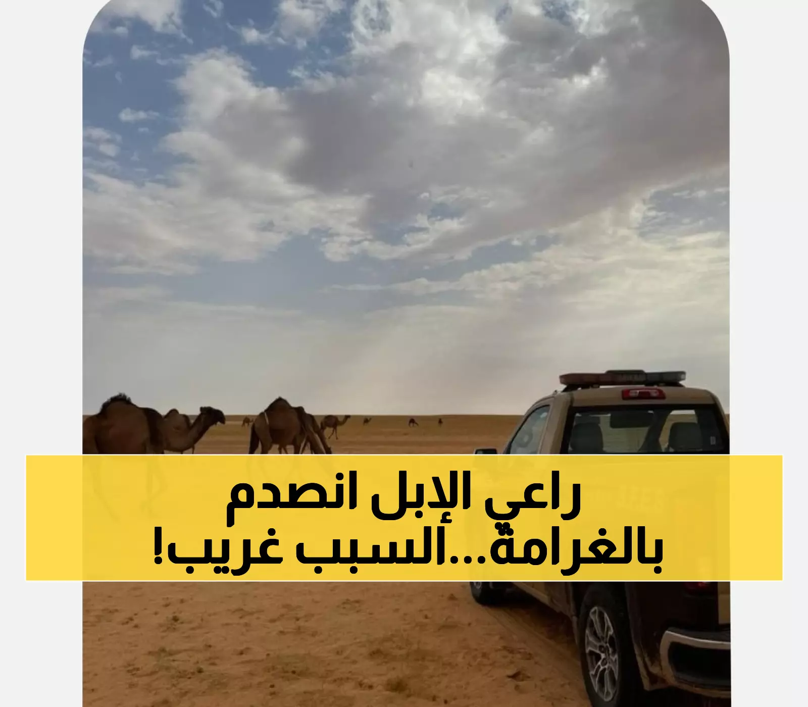 عاجل: غرامة 8000 ريال تصدم مواطناً رعى إبله في المكان الخطأ - والسبب صادم!