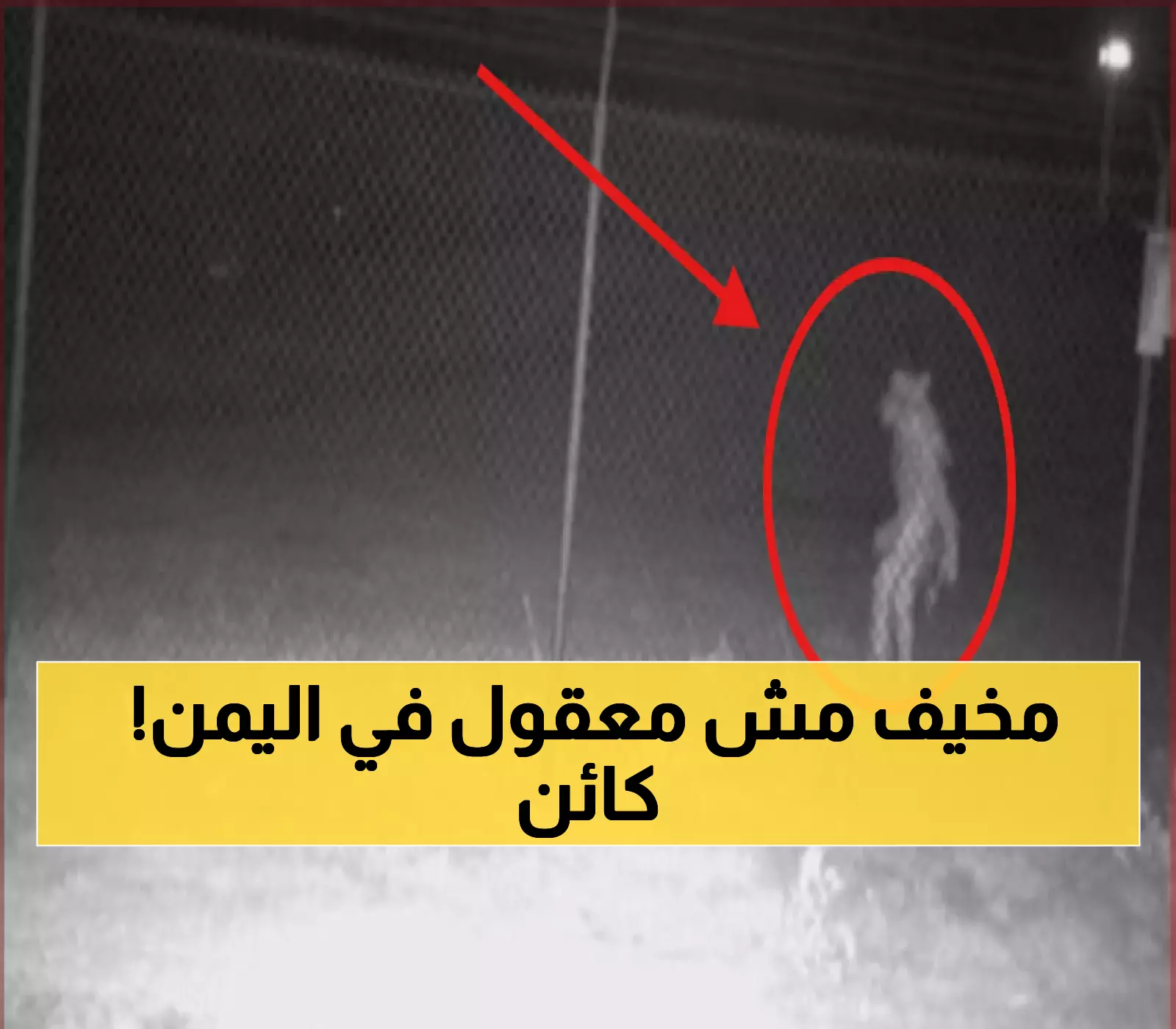 عاجل: ظهور حيوان غريب في المحافظة اليمنية.. وتحذيرات عاجلة للمواطنين! (شاهد صورة)