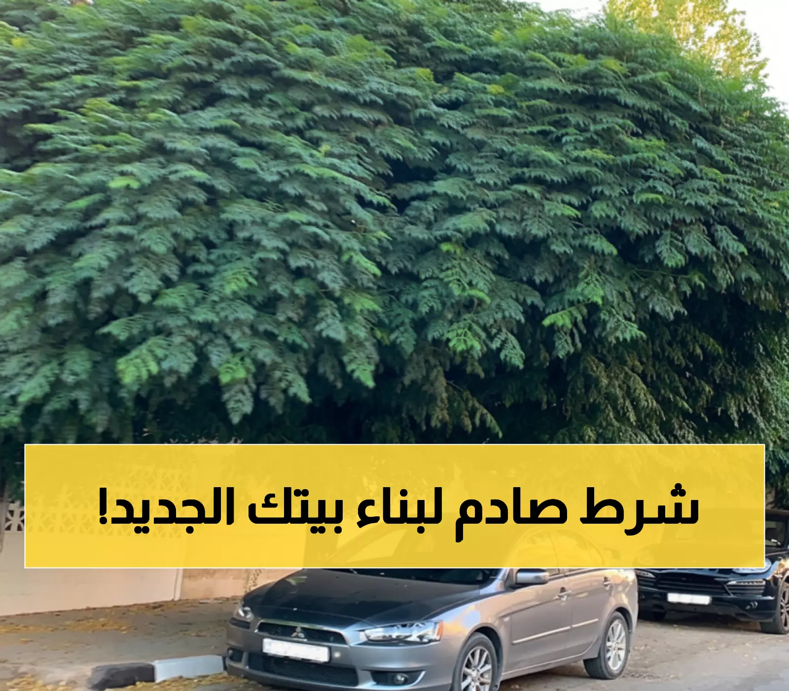 رسمي: أمانة القصيم تشترط زراعة 3 أشجار لكل منزل جديد... وإلا لا بناء!