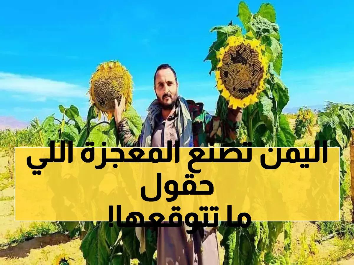 عاجل: اليمن يحقق طفرة زراعية تاريخية - إنتاج زيوت محلية تفوق المستورد وتوفر ملايين الدولارات!