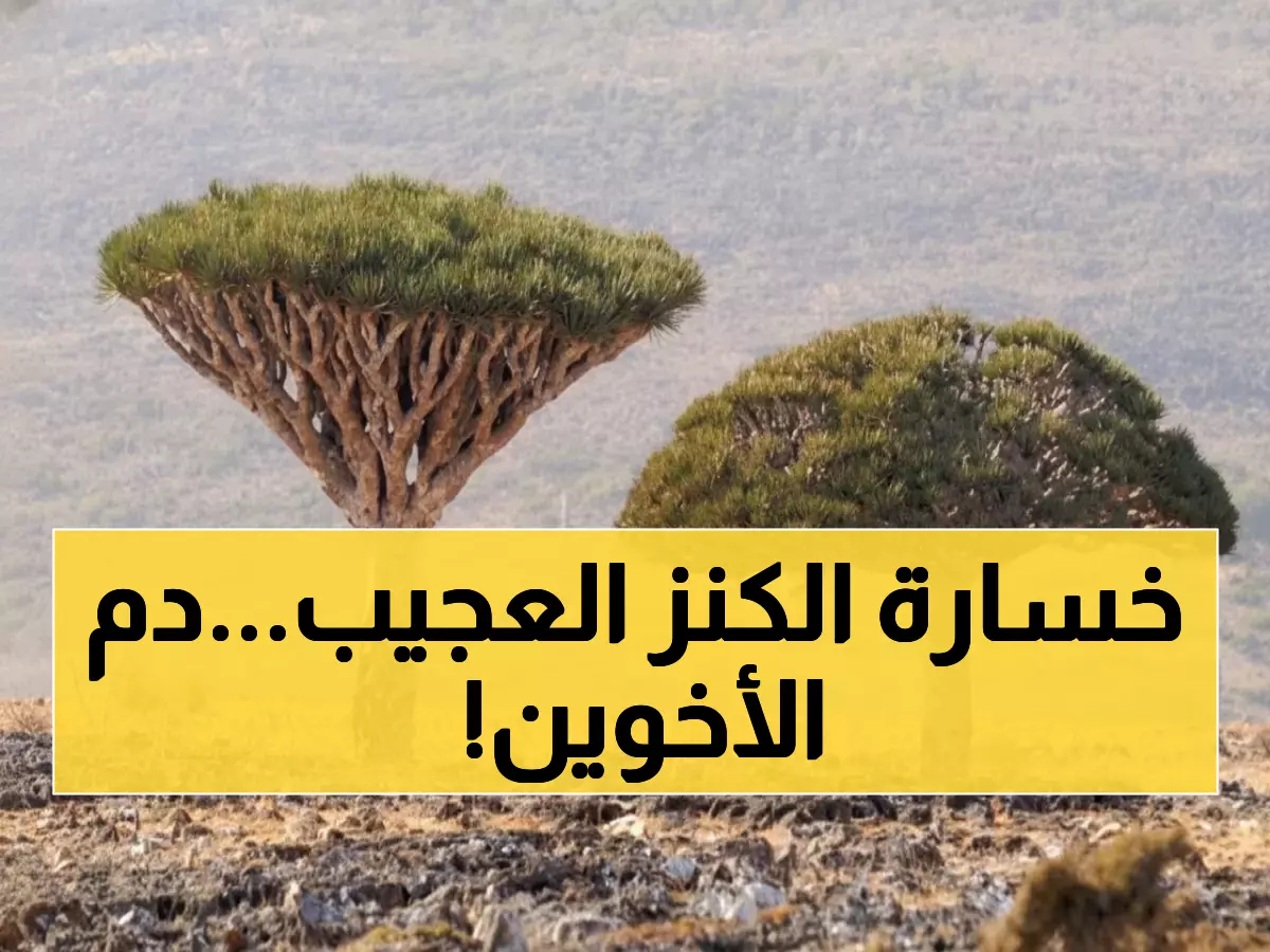 صادم: شجرة عمرها 500 عام تحتضر في سقطرى… هل ستختفي "دم الأخوين" للأبد؟