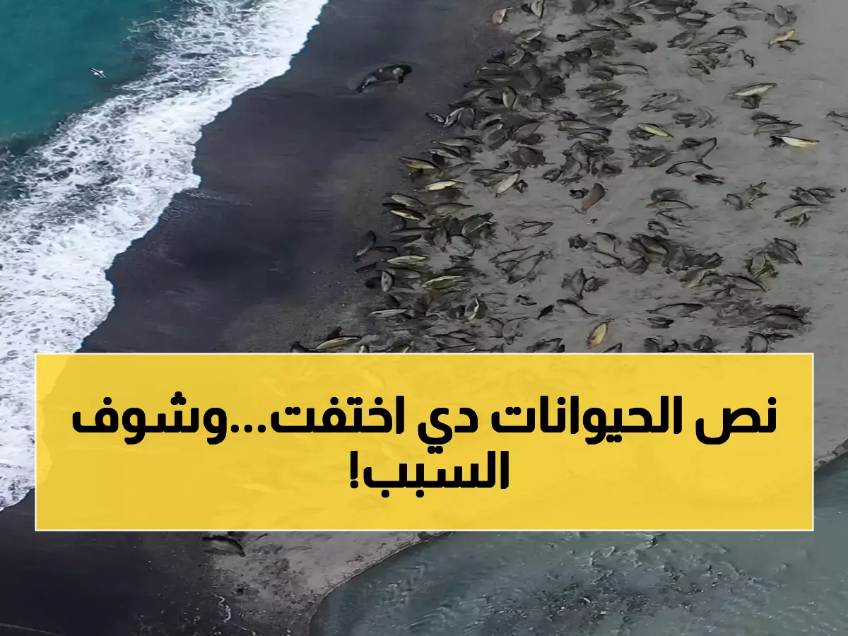 عاجل: إنفلونزا الطيور تمحو نصف فقمات الفيل من الخريطة - خبراء يتوقعون كارثة بيئية لا رجعة فيها!