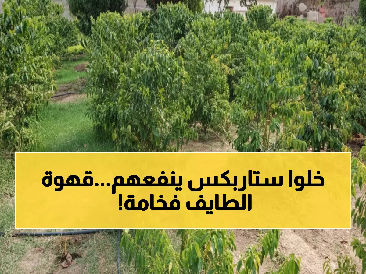 حصري: الطائف تنتج 20 طن سنوياً من "الذهب الأسود"... كيف تتحدى السعودية عمالقة القهوة العالمية؟