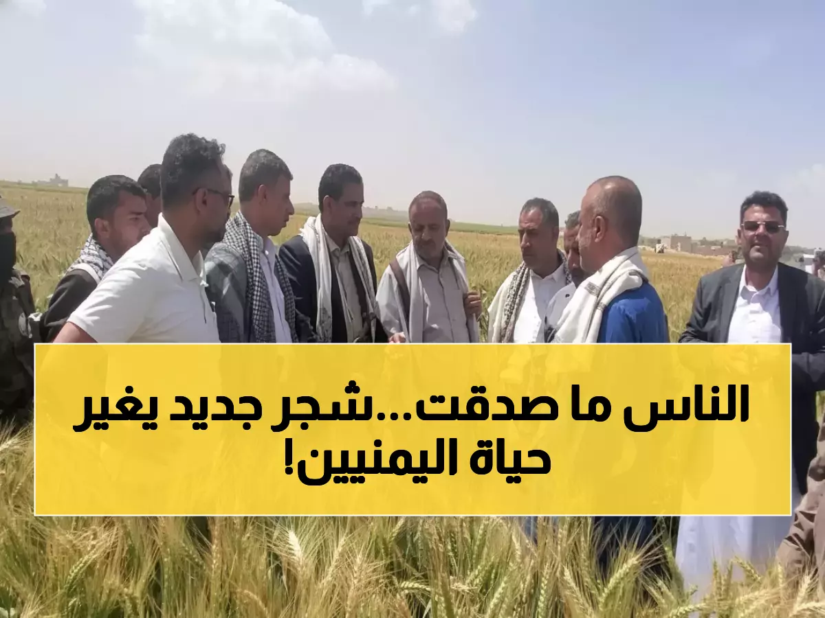 عاجل: مزارعو ريمة يحققون المعجزة... 100% نجاح في زراعة الزيتون وخبراء يتوقعون ثورة اقتصادية!